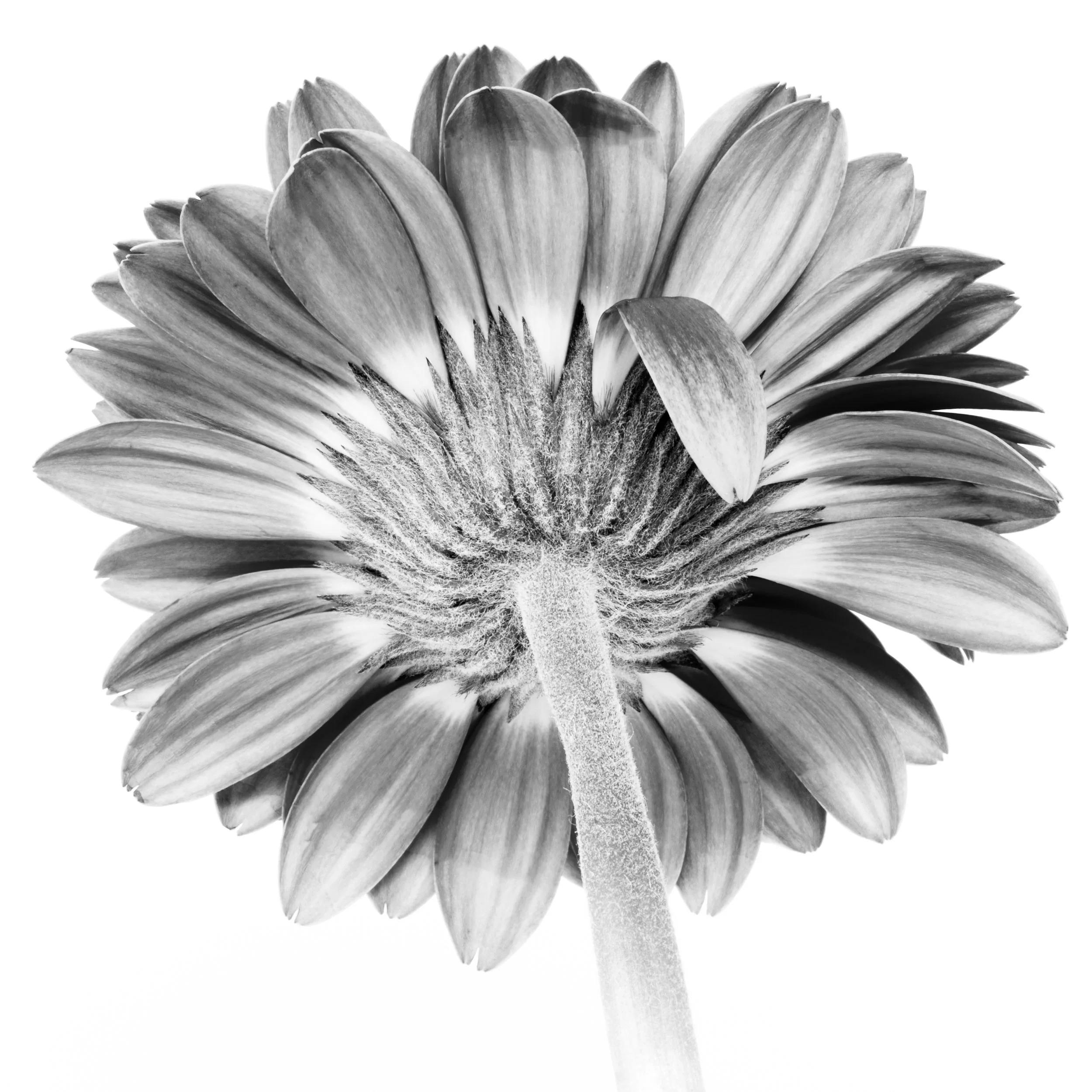 Square black-and-white image of a Gerber Daisy