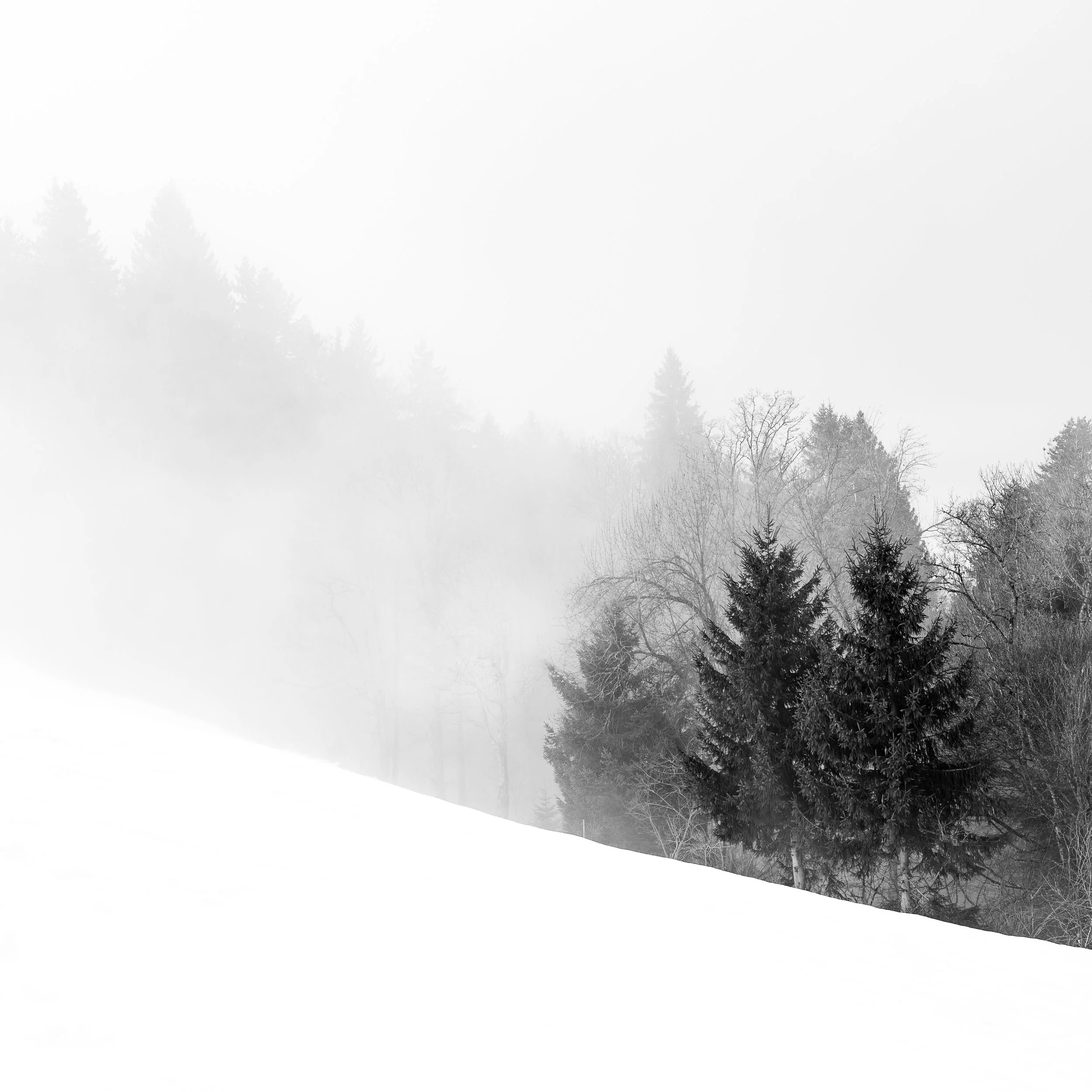 square-black-and-white-photograpgh-trees-snow.jpg
