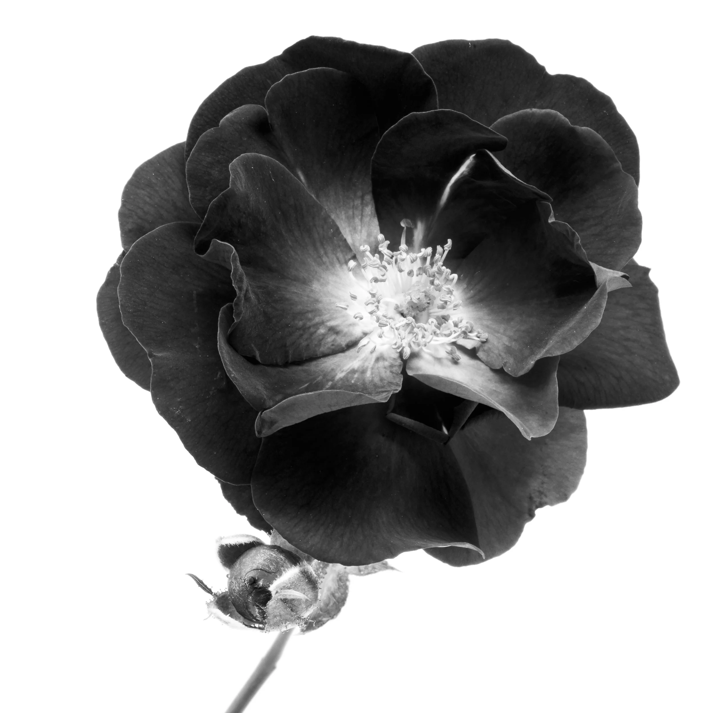 Square black-and-white image of a flower
