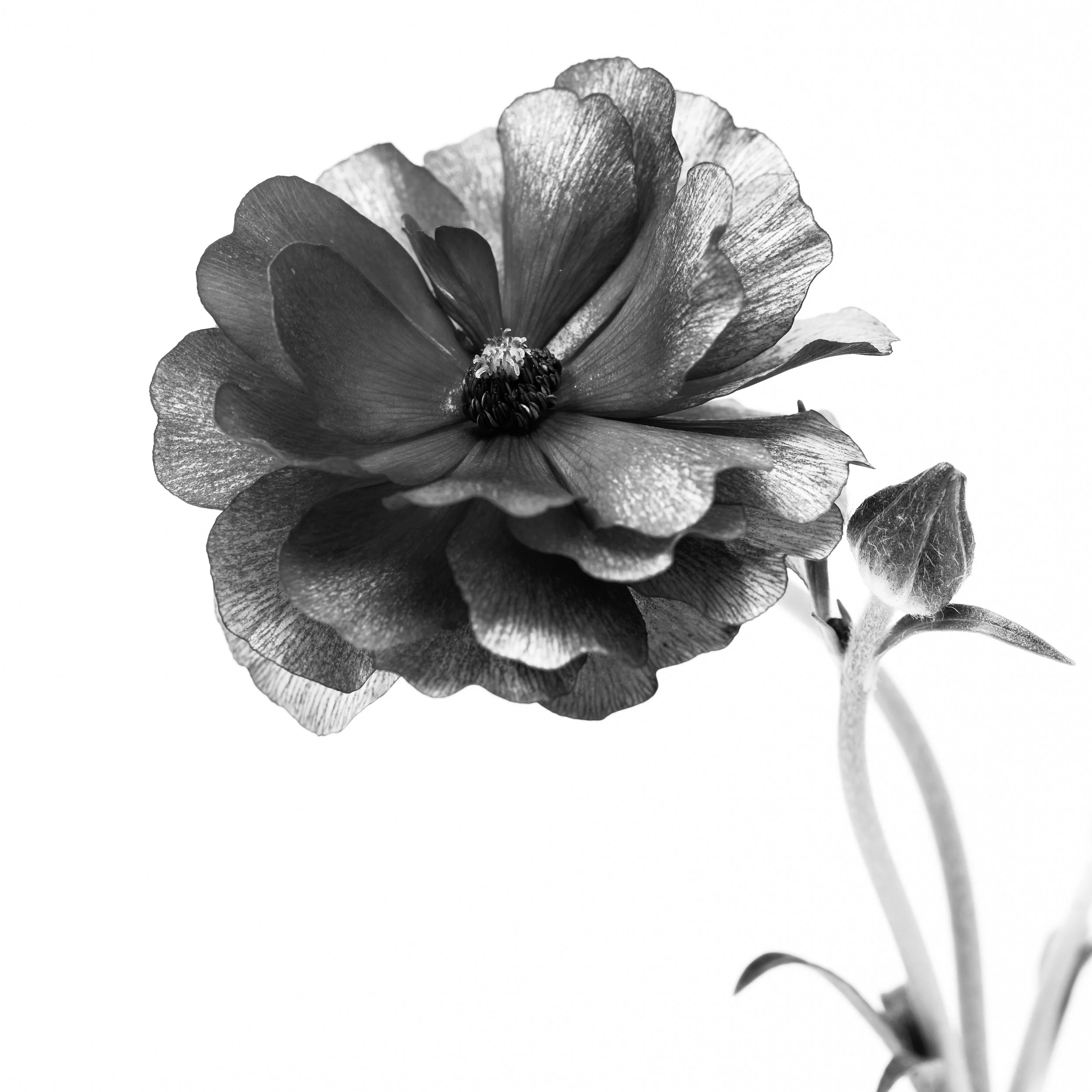 Square black-and-white image of an anemone flower