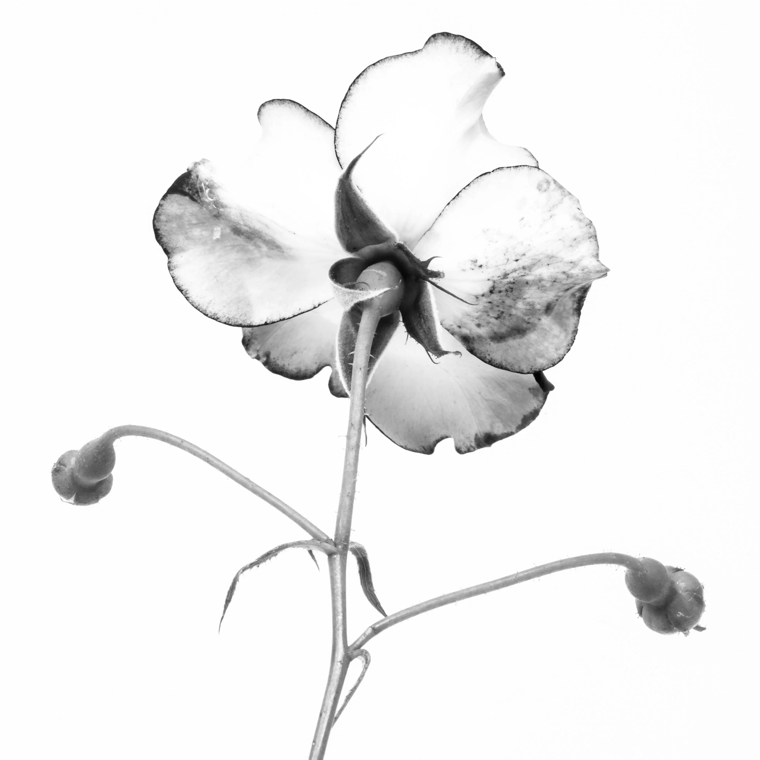 Square black-and-white image of a wild rose