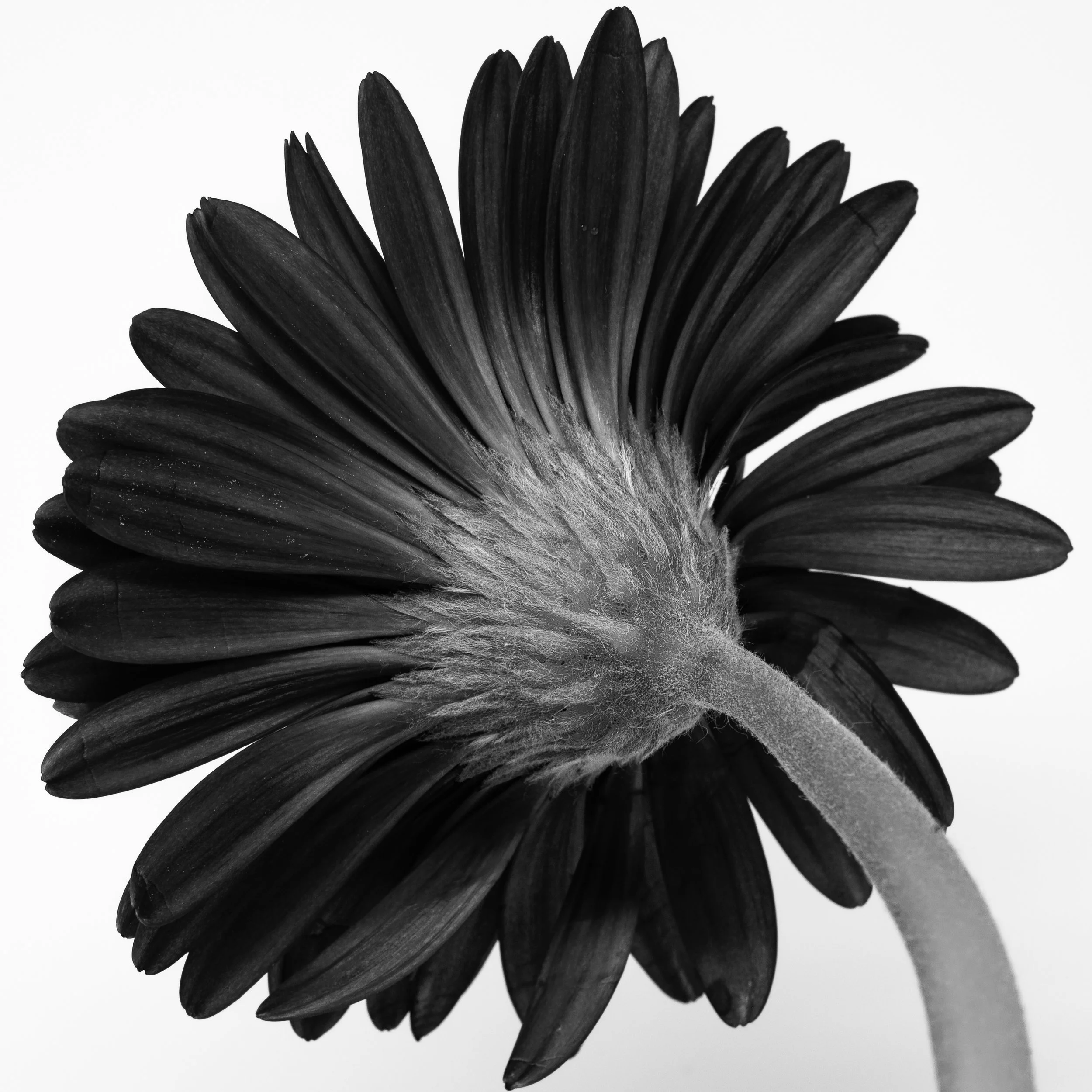 Square black-and-white image of a Gerber Daisy 