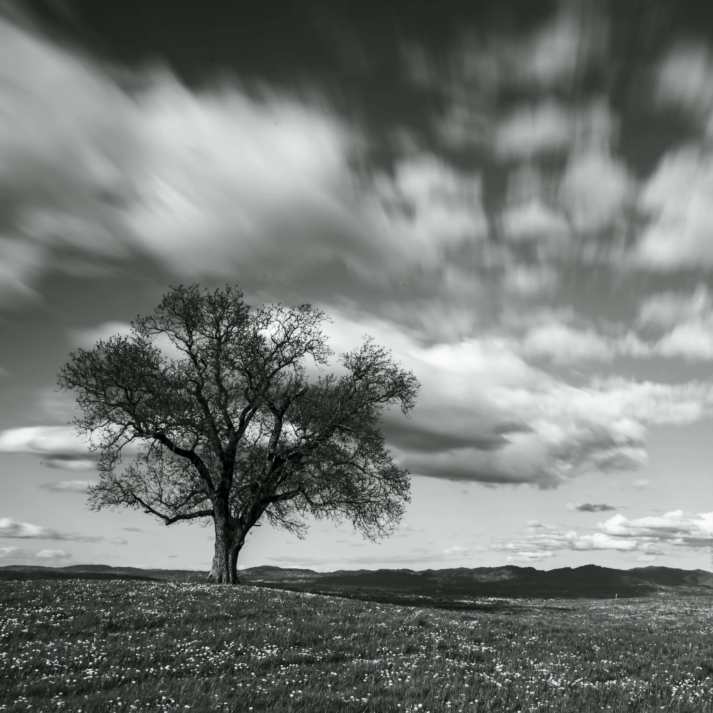 fine-art-photograph-black-and-white-tree-switzerland-hillside copy.jpg