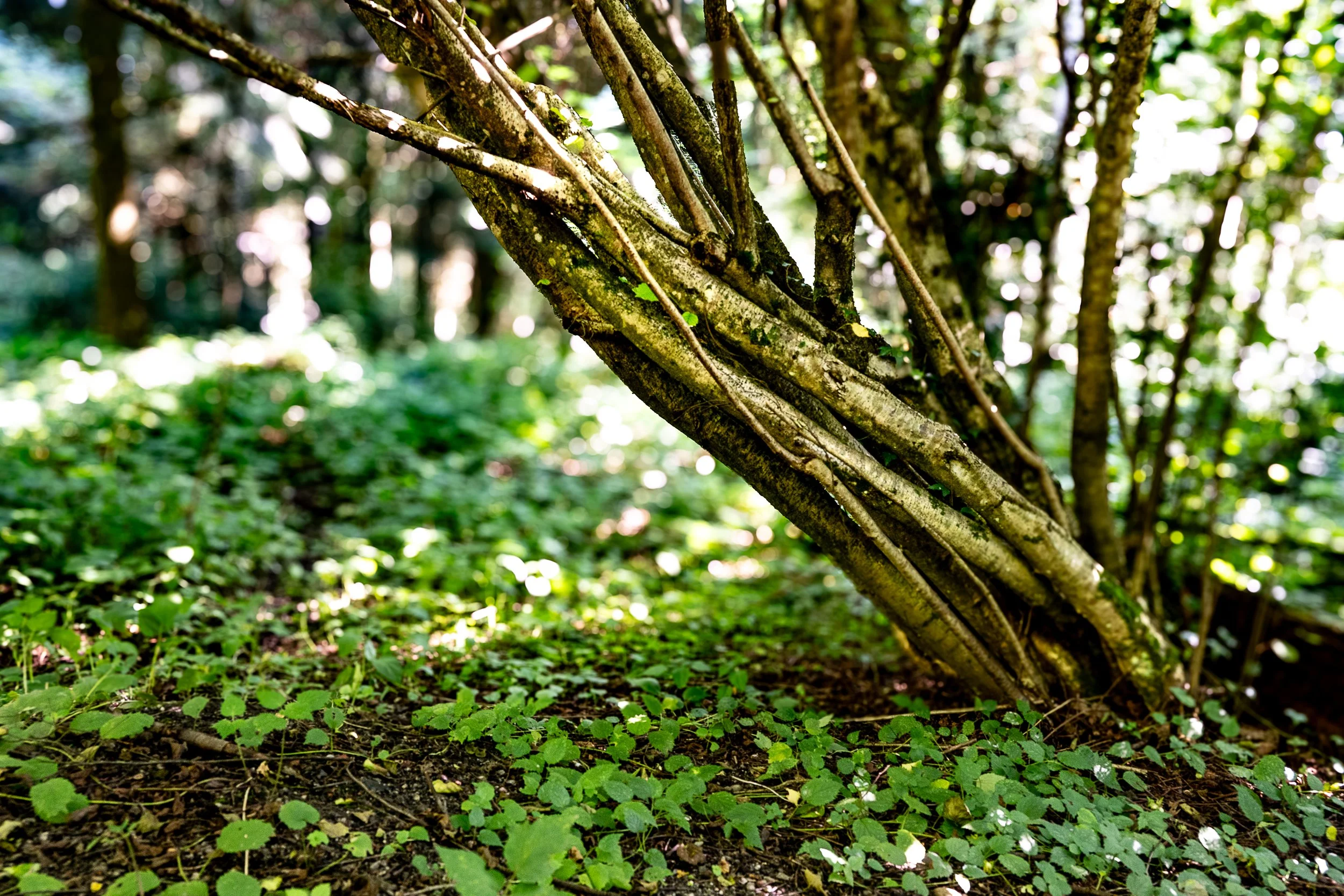 color-fine-art-photograpgh-tree-woods.jpg