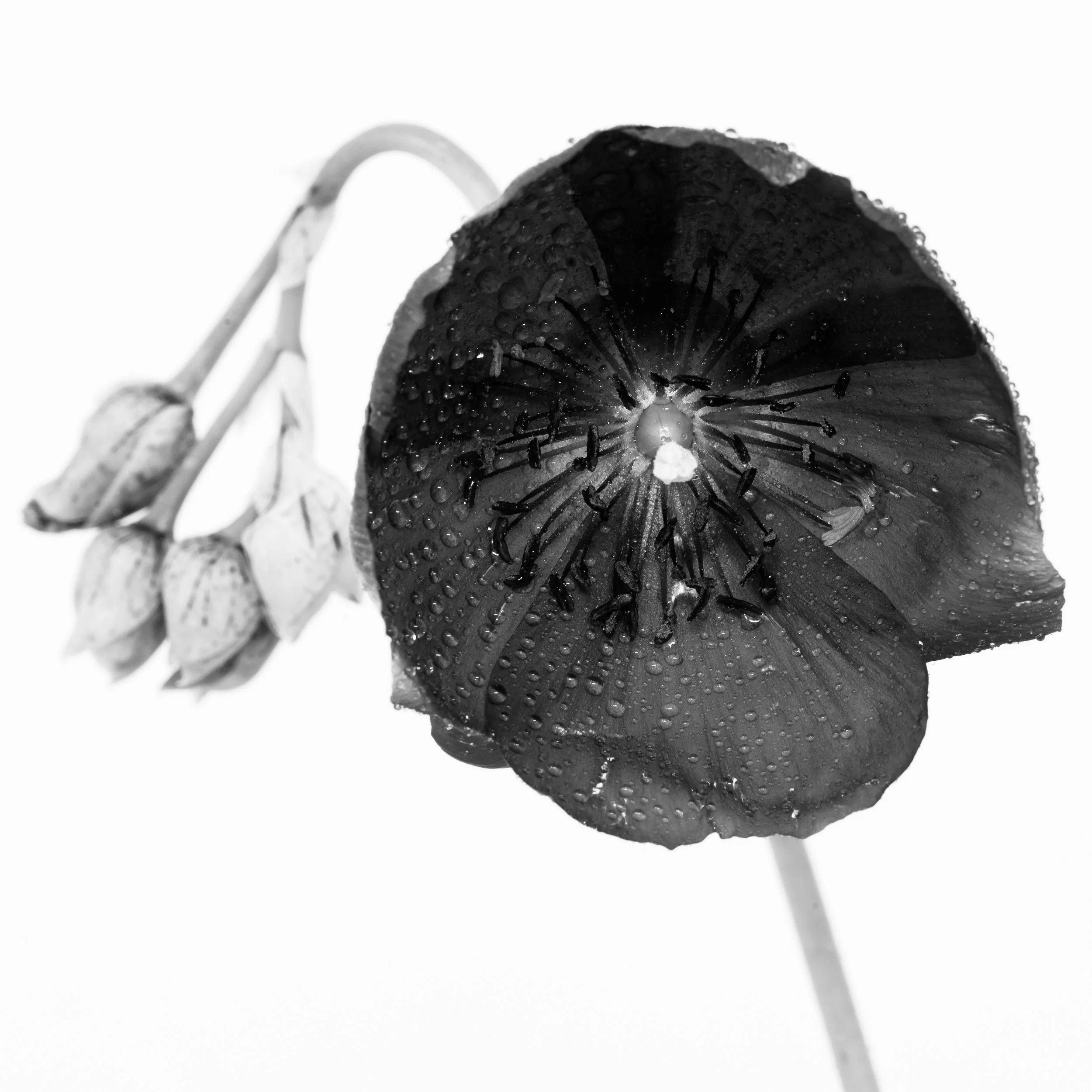 Square black-and-white image of a flower