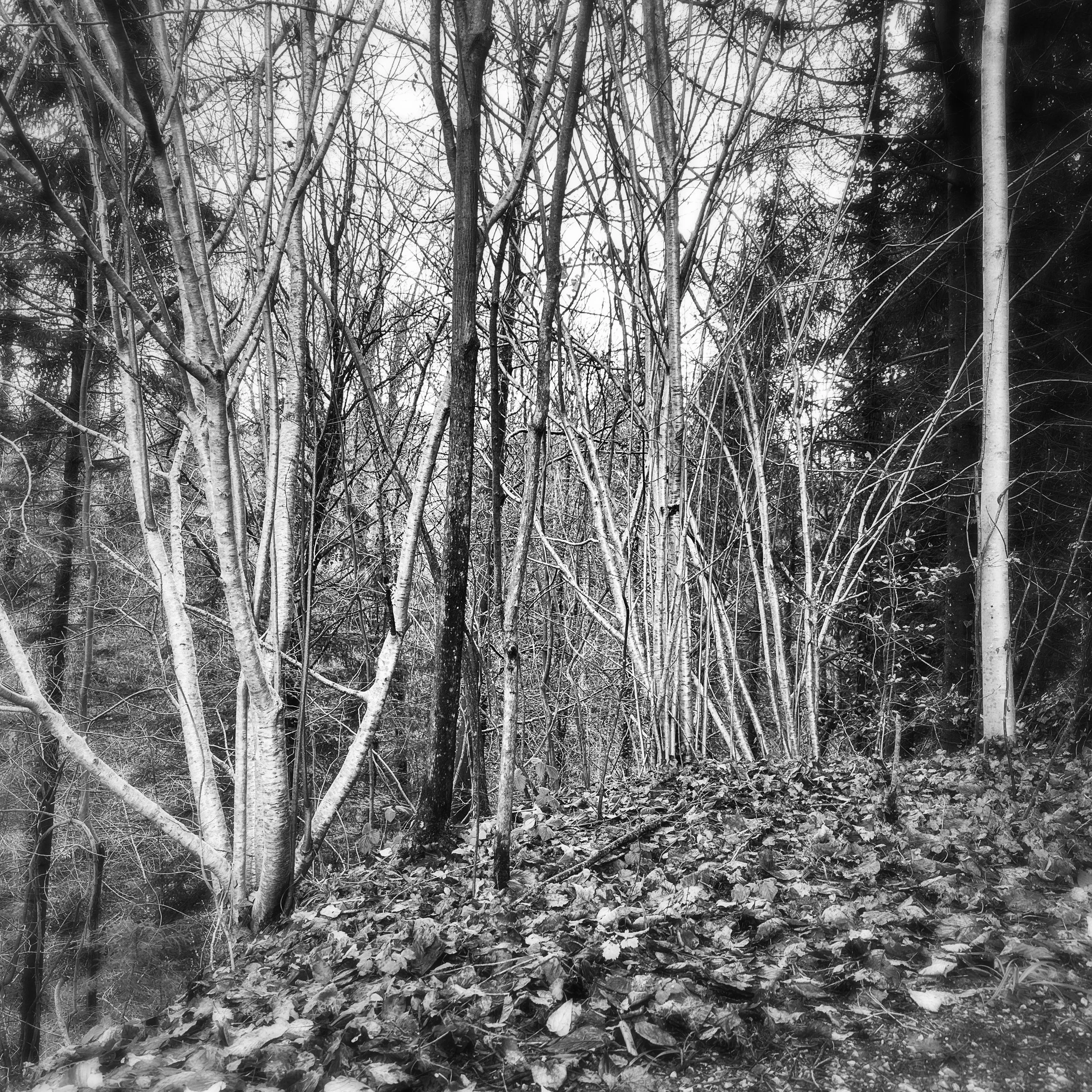 square-black-and-white-photograph-trees-leaves.jpg
