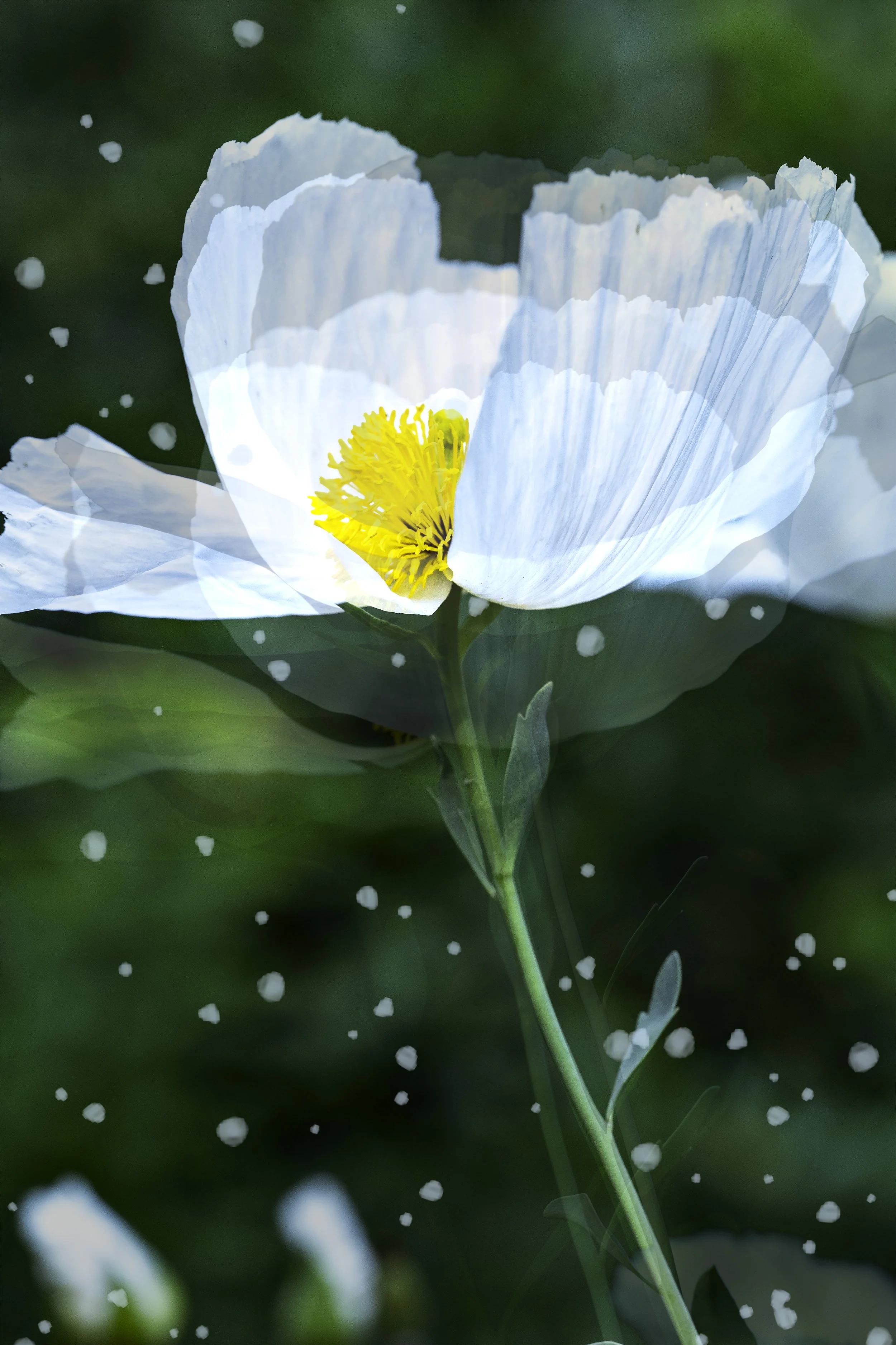multiple-exposure-art-photograph-poppy-02.jpg
