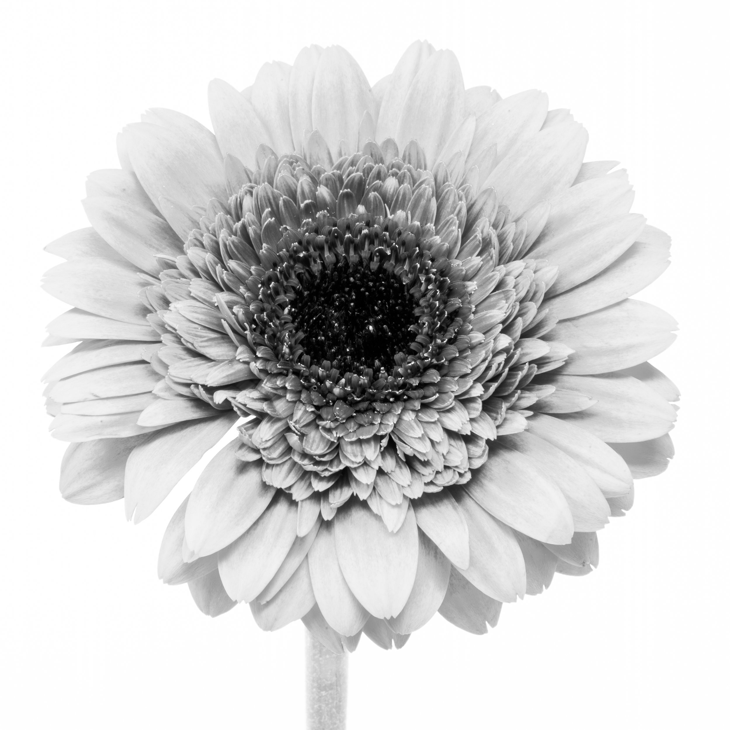 Square black-and-white image of a Gerber daisy