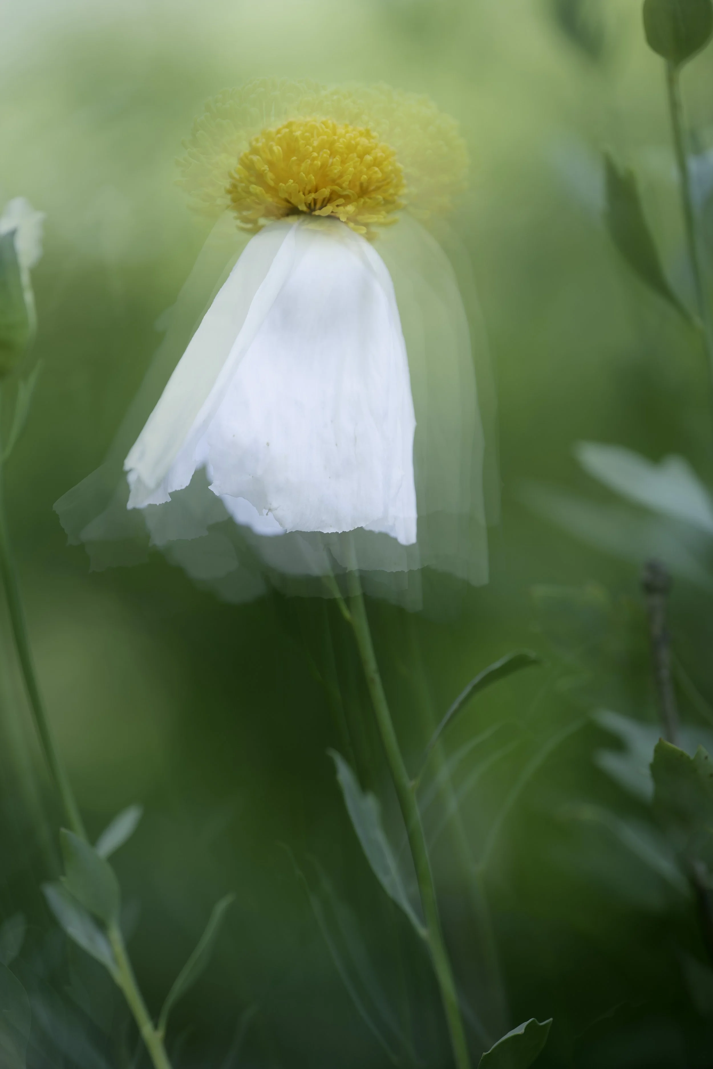 multiple-exposure-art-photograph-poppy-01.jpg