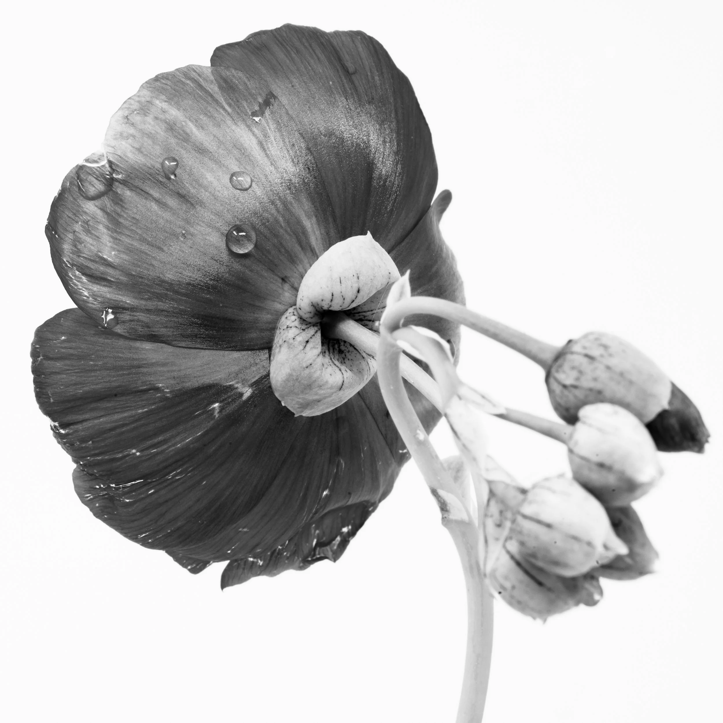 Square black-and-white image of a flower