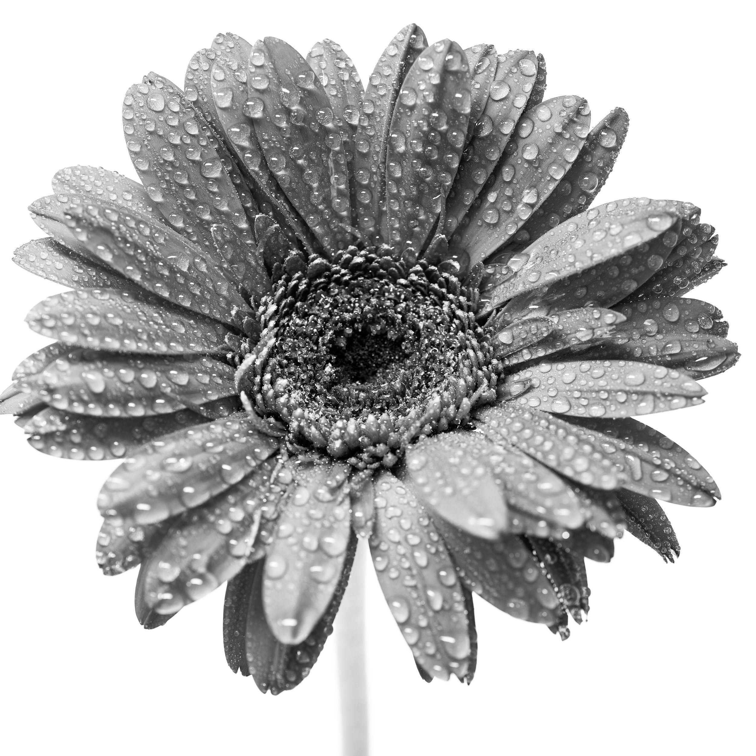 Square black-and-white image of a flower