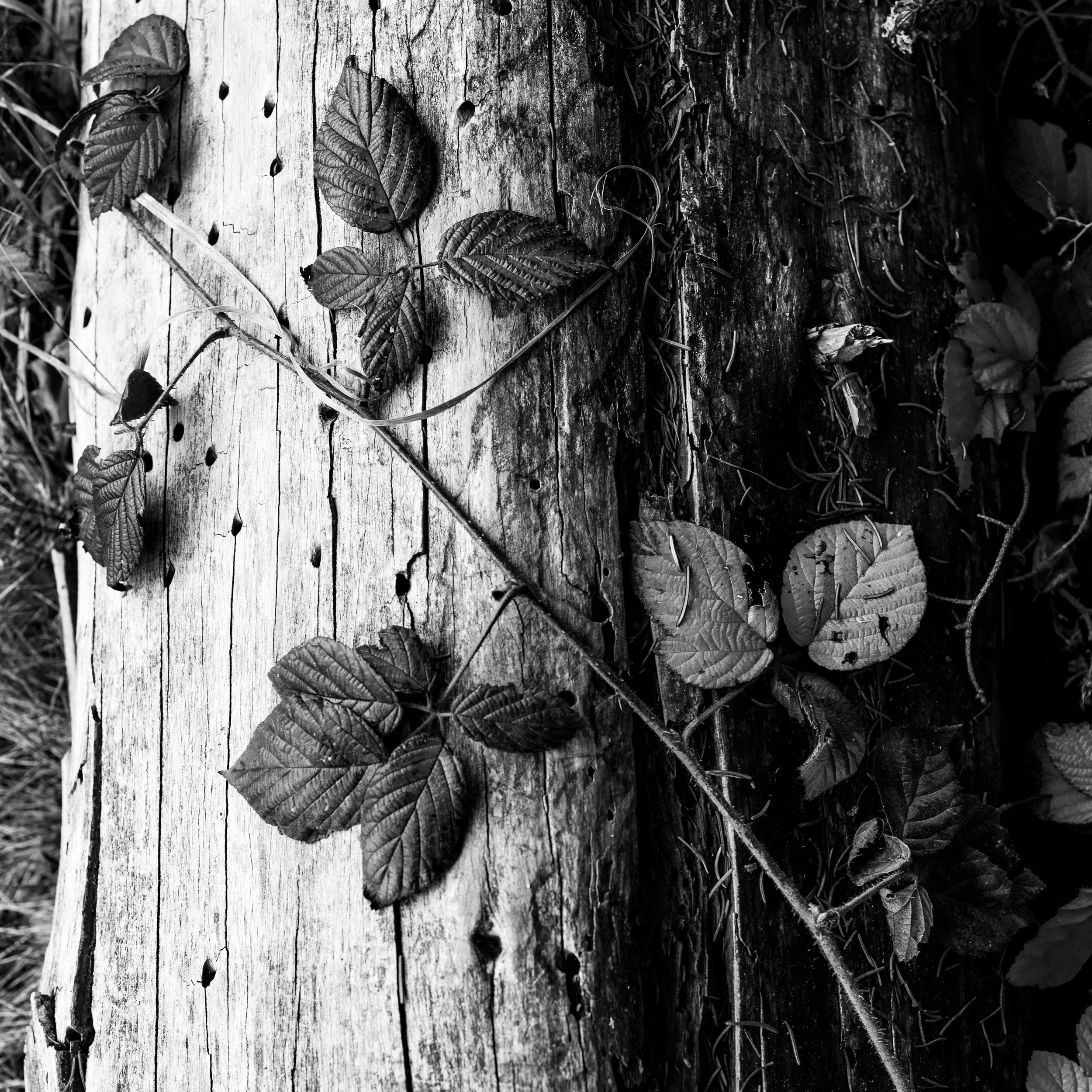 intimate landscapes
