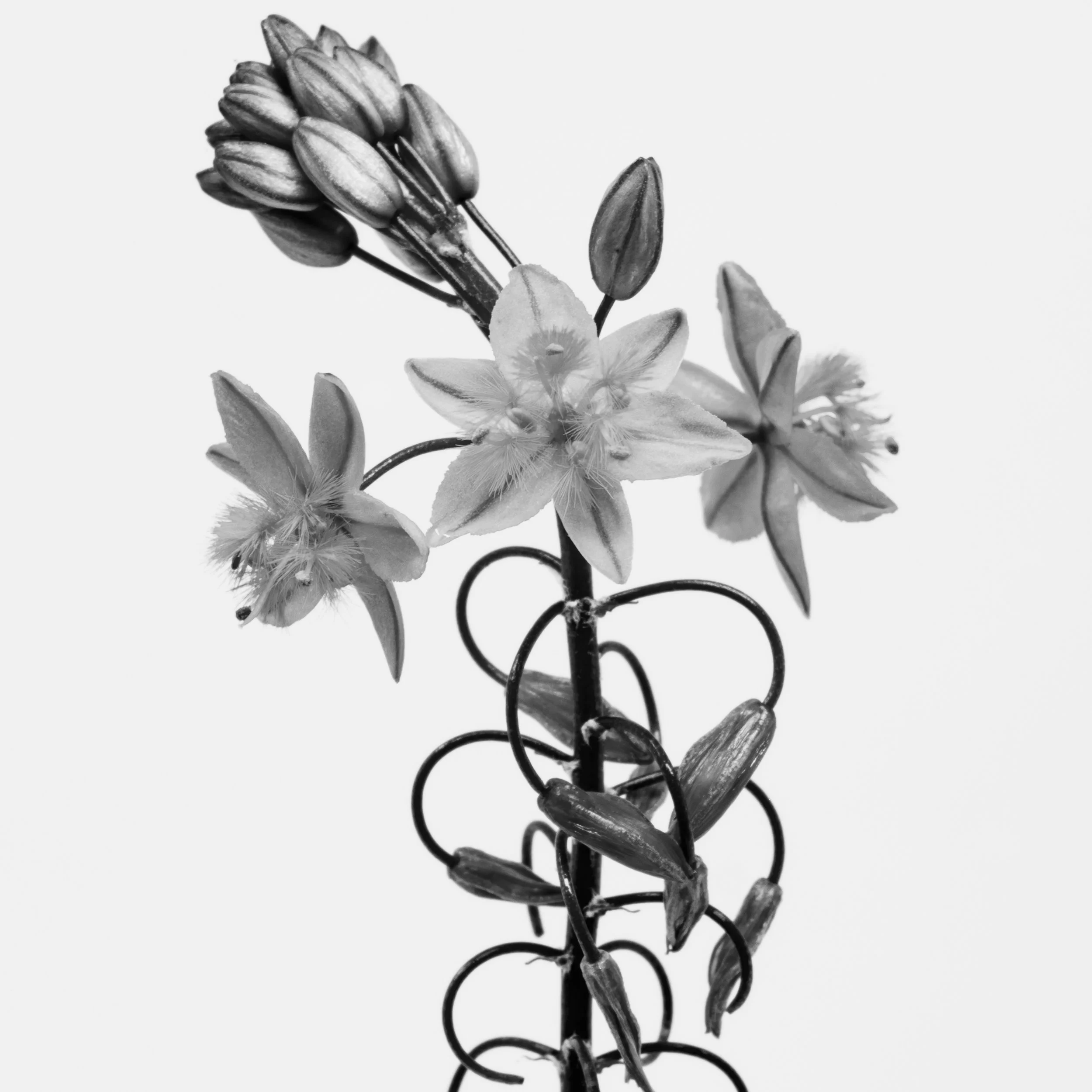 Square black-and-white image of a flower