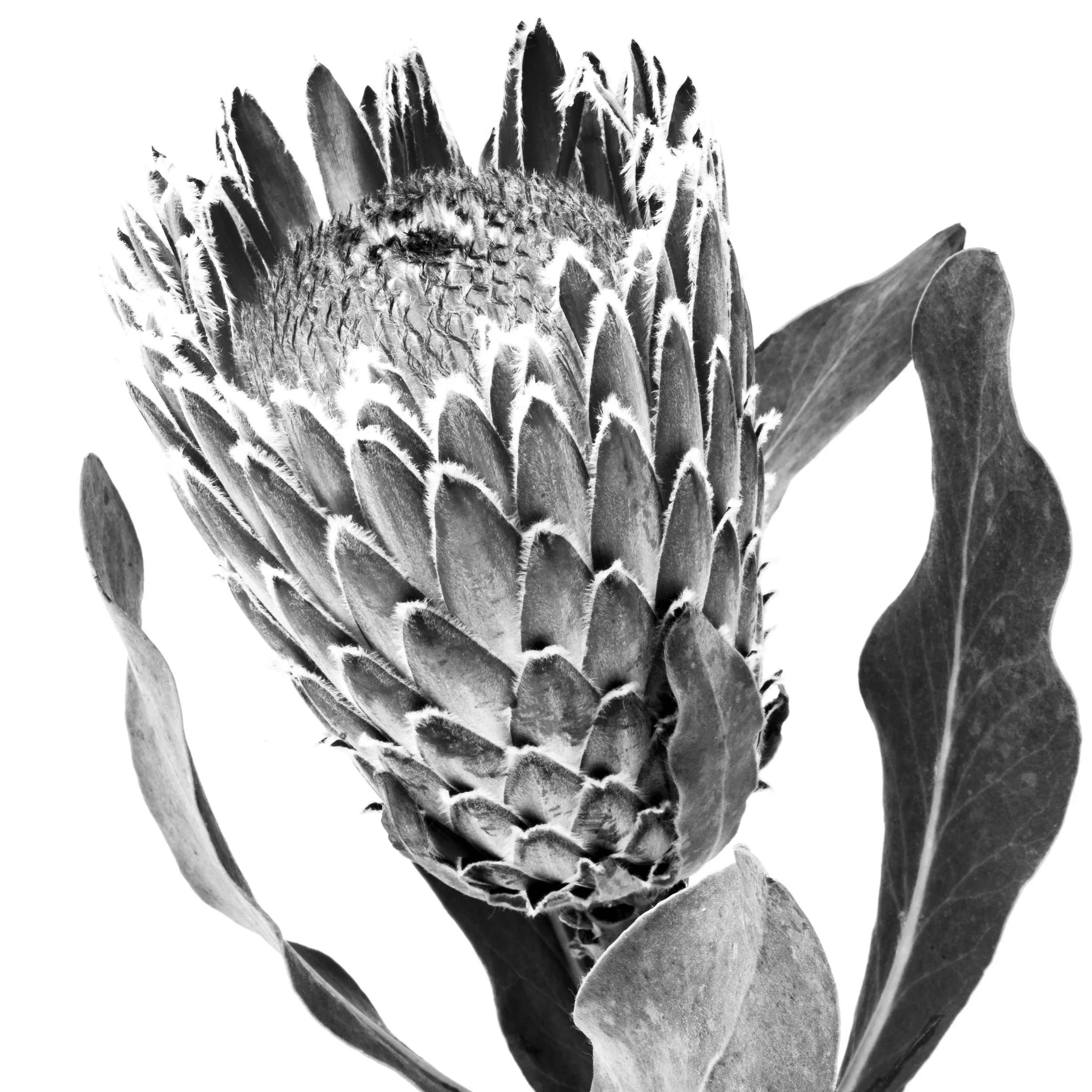 Square black-and-white image of a Proteus flower
