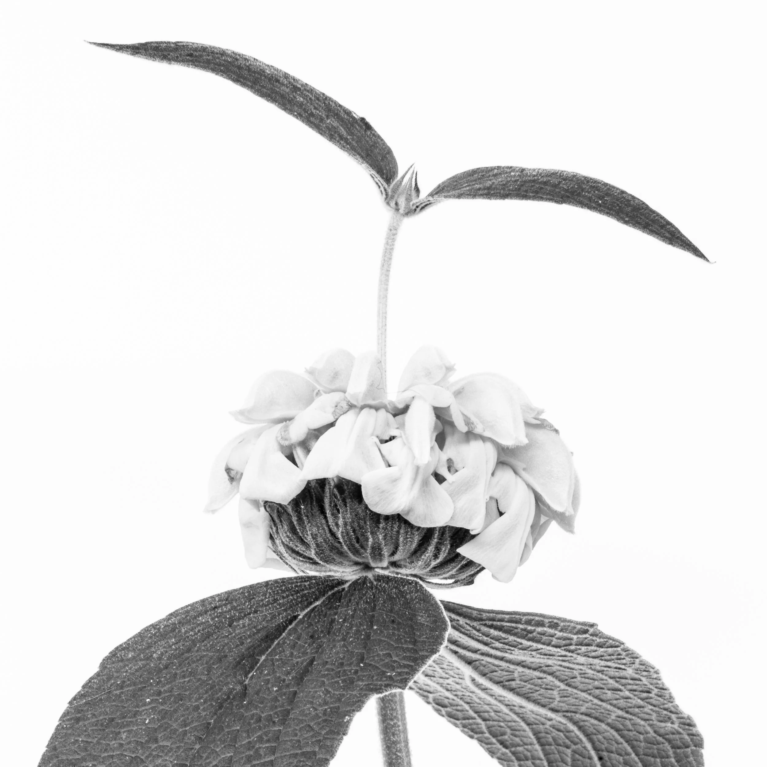 Square black-and-white image of a flower