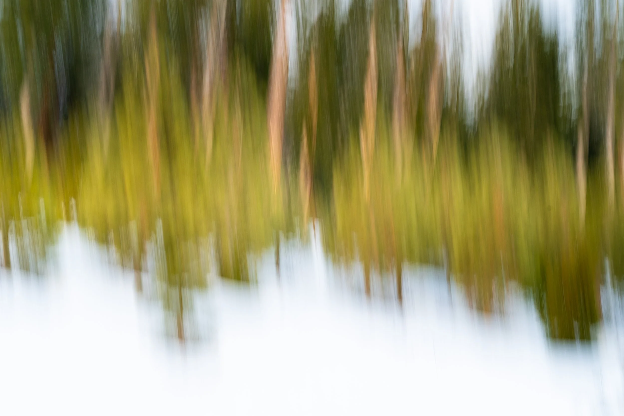 intentional-camera-motion-art-photograph-trees-snow-02.jpg