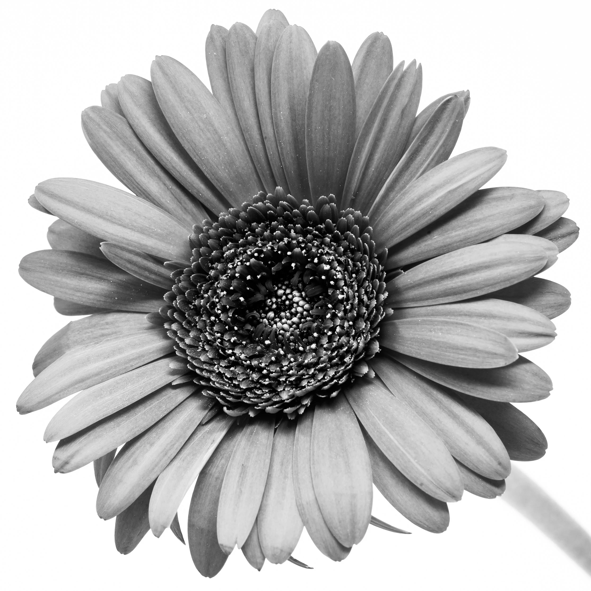 Square black-and-white image of a Gerber Daisy flower