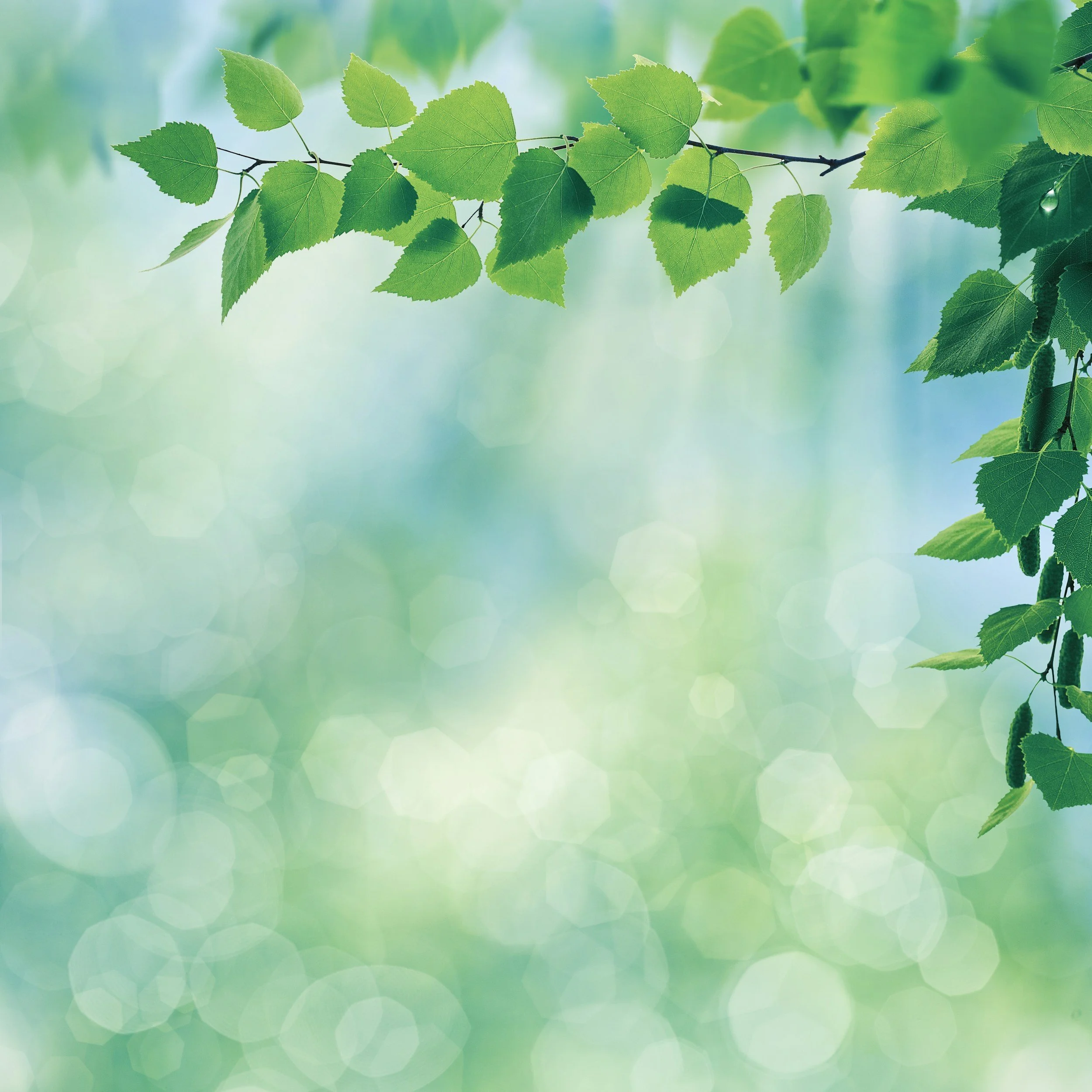 leaves, emdr for ptsd, wisconsin