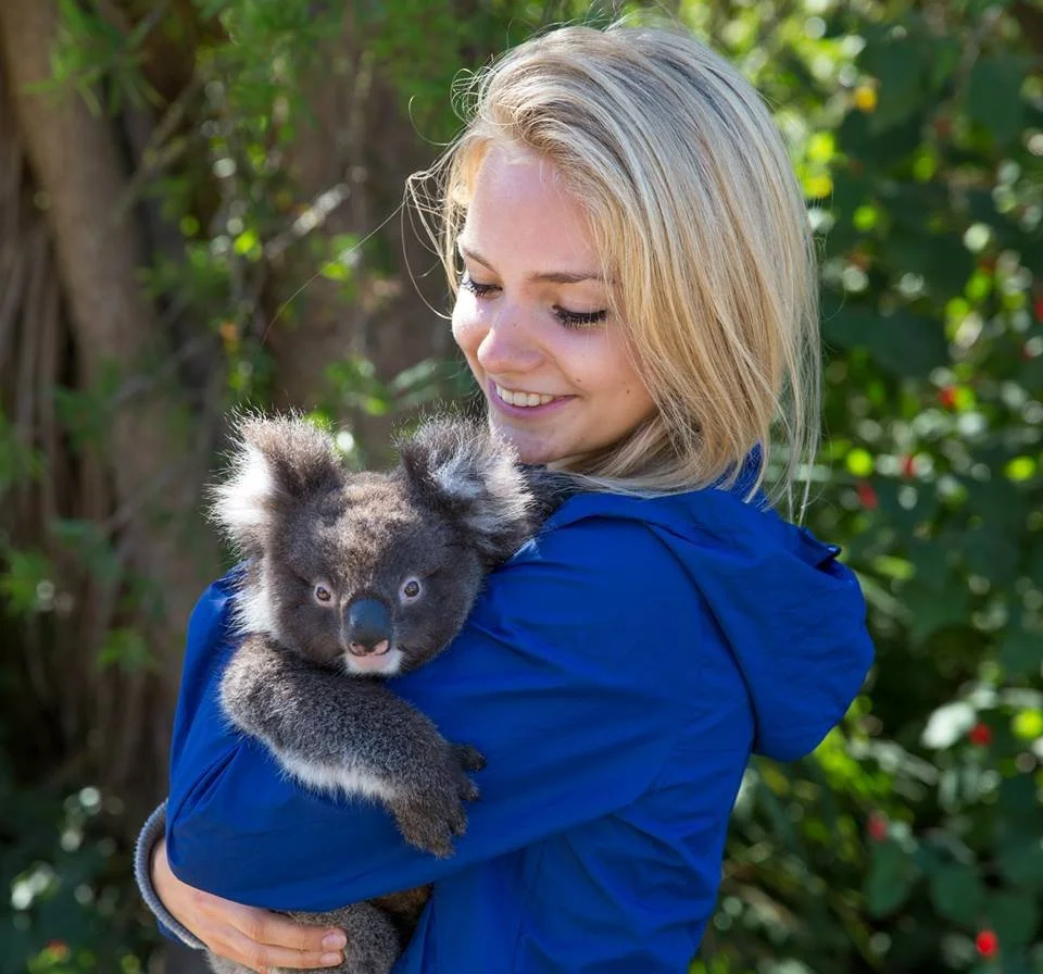 Hold a koala. where to hold a koala in australia. Koalas on kangaroo island. Wildlife encounters on kangaroo island, south australia. Wildlife on kangaroo island.