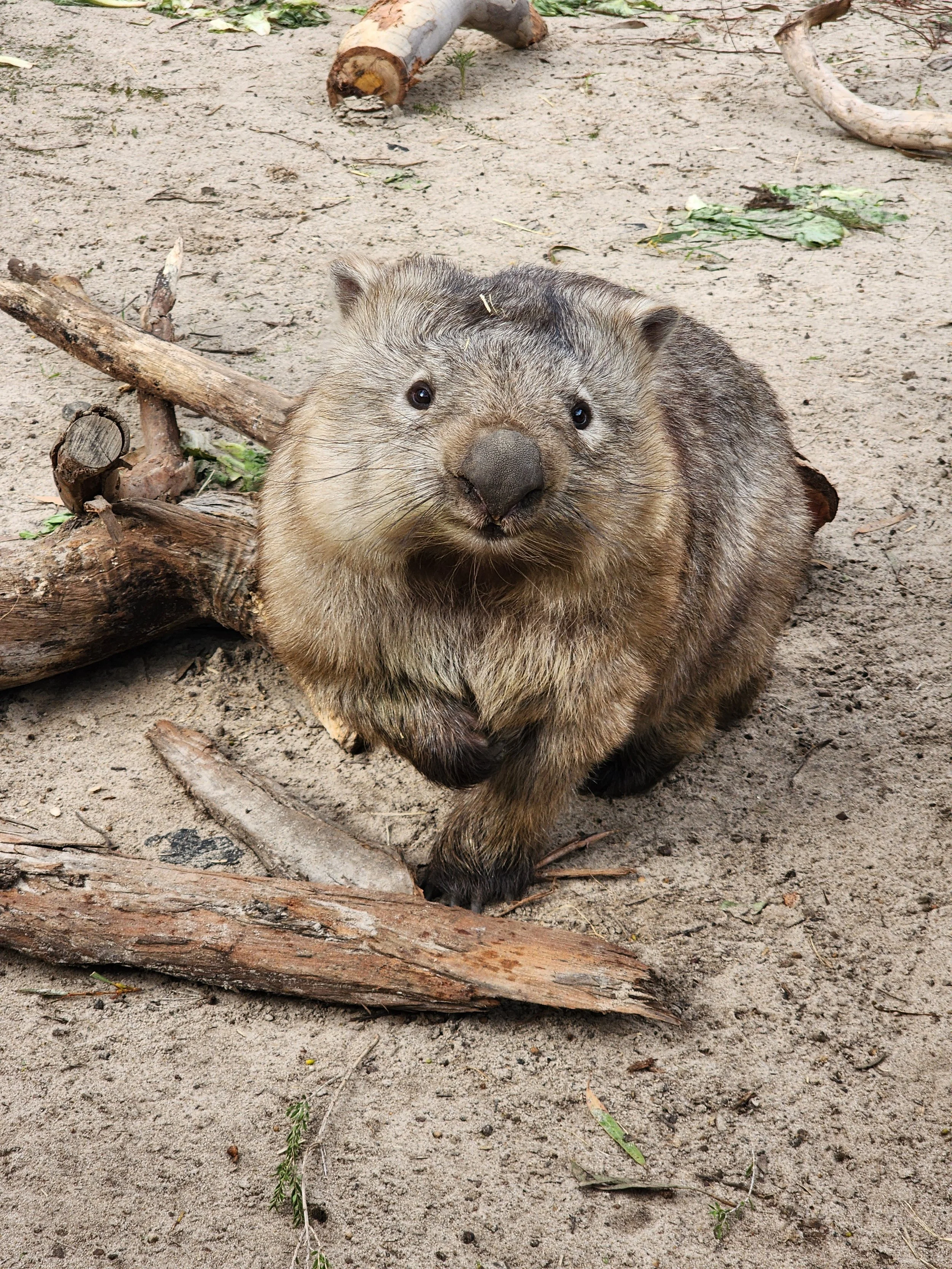 Wombat on kangaroo island. Wombats in south australia. Wombats in australia. wildlife on kangaroo island. wildlife encounters kangaroo island.