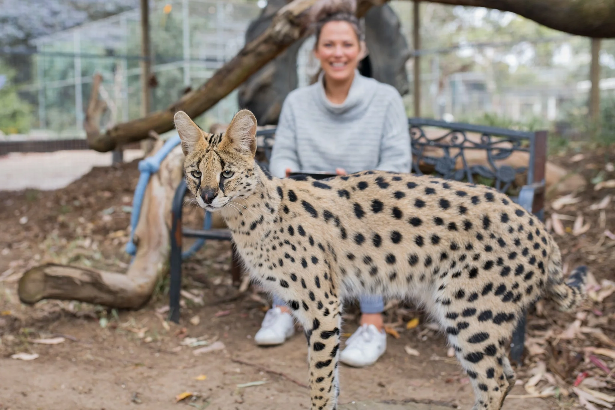 Serval encounter kangaroo island. Servals on kangaroo island. Cats on kangaroo island. Wildlife encounter kangaroo island.