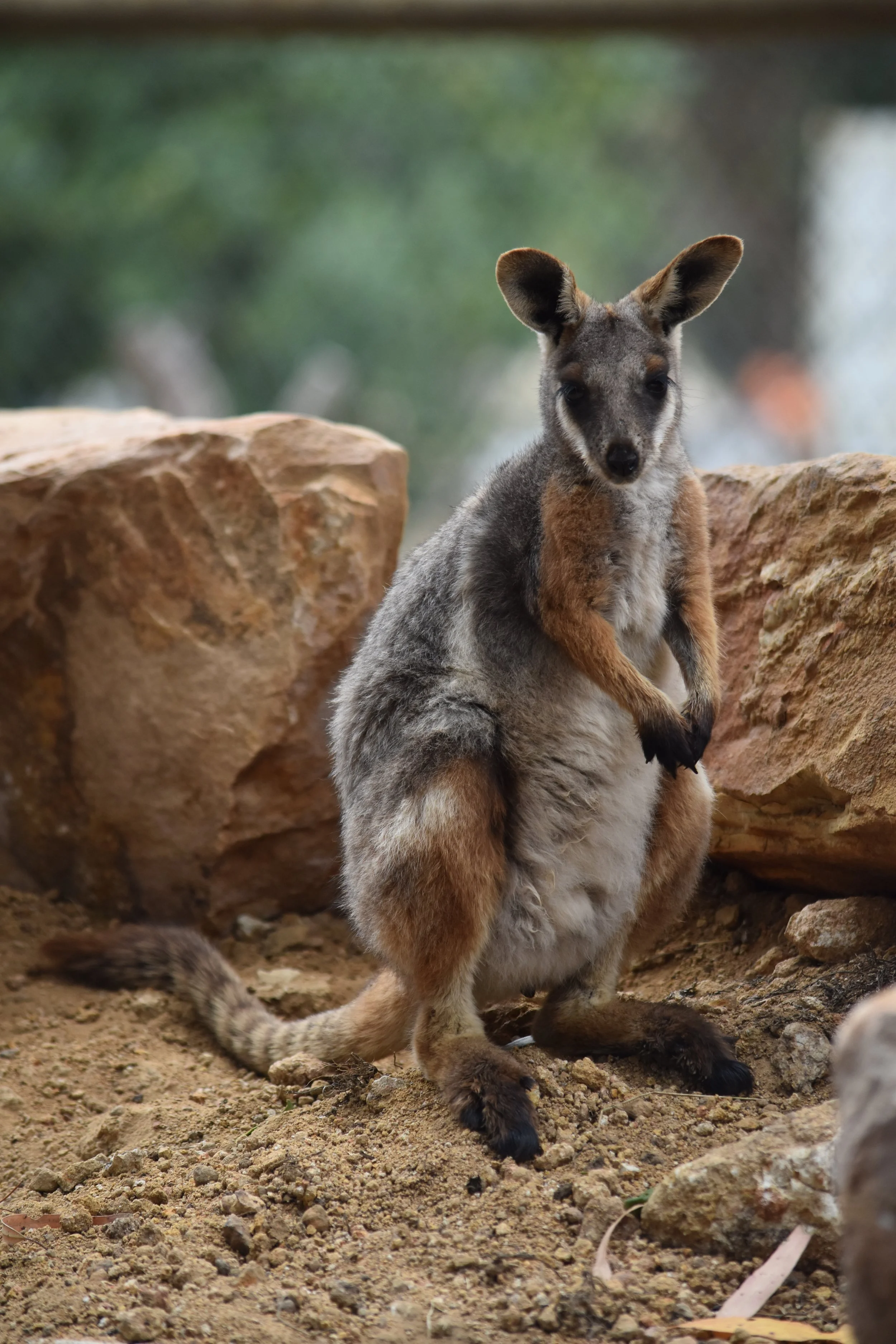 wallaby on kangaroo island. feed wallabies on kangaroo island. where to see wallabies on kangaroo island. wildlife encounter on kangaroo island. wildlife on kangaroo island