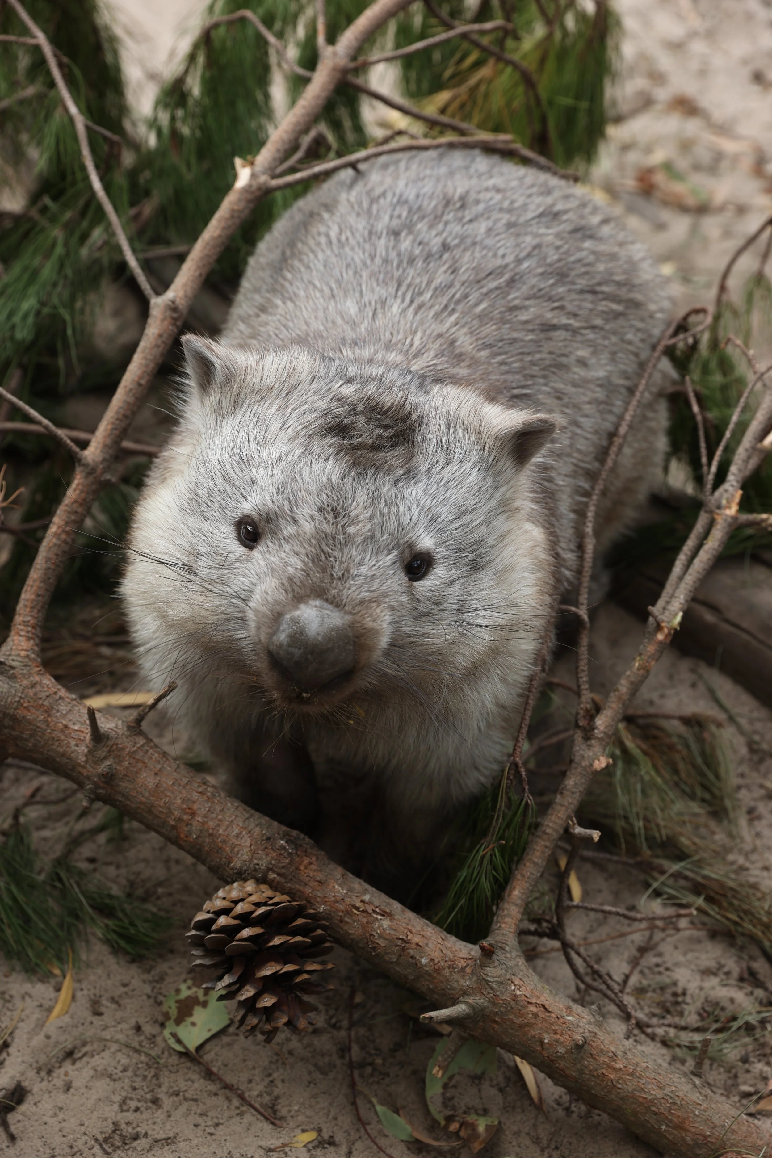 Wombat on kangaroo island. Wombats in south australia. Wombats in australia. wildlife on kangaroo island. wildlife encounters kangaroo island.