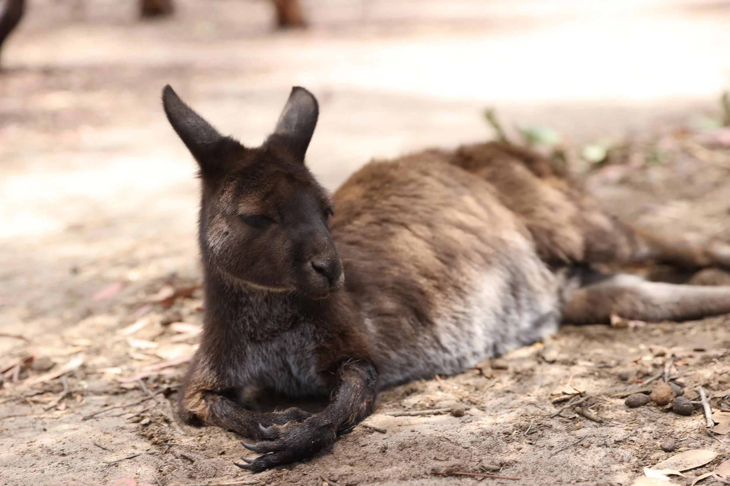 kangaroos on kangaroo island. feed kangaroos on kangaroo island. where to see kangaroos on kangaroo island. wildlife encounter on kangaroo island. wildlife on kangaroo island.