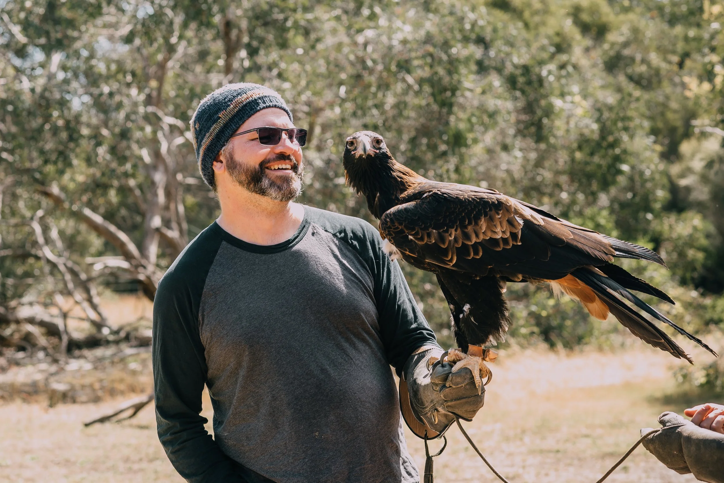Hold an eagle. Hold a wedge-tailed eagle. Eagles on kangaroo island. where to see eagles in australia. Where to see a wedge-tailed eagle. Bird of prey shows kangaroo island. Birds of prey on kangaroo island.