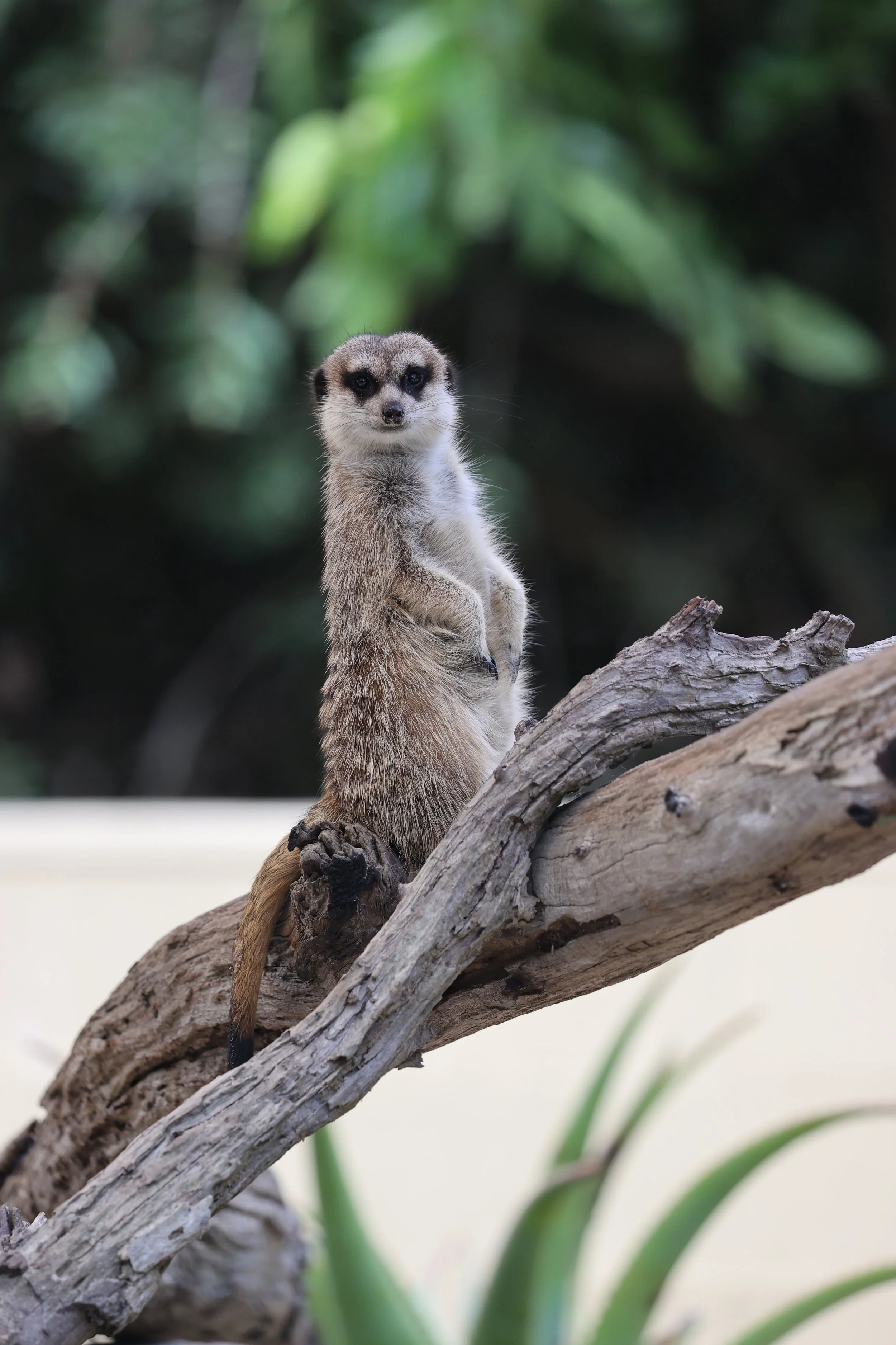 Meerkats on kangaroo island. meerkat encounter. where to see meerkats in australia. wildlife encounters on kangaroo island.