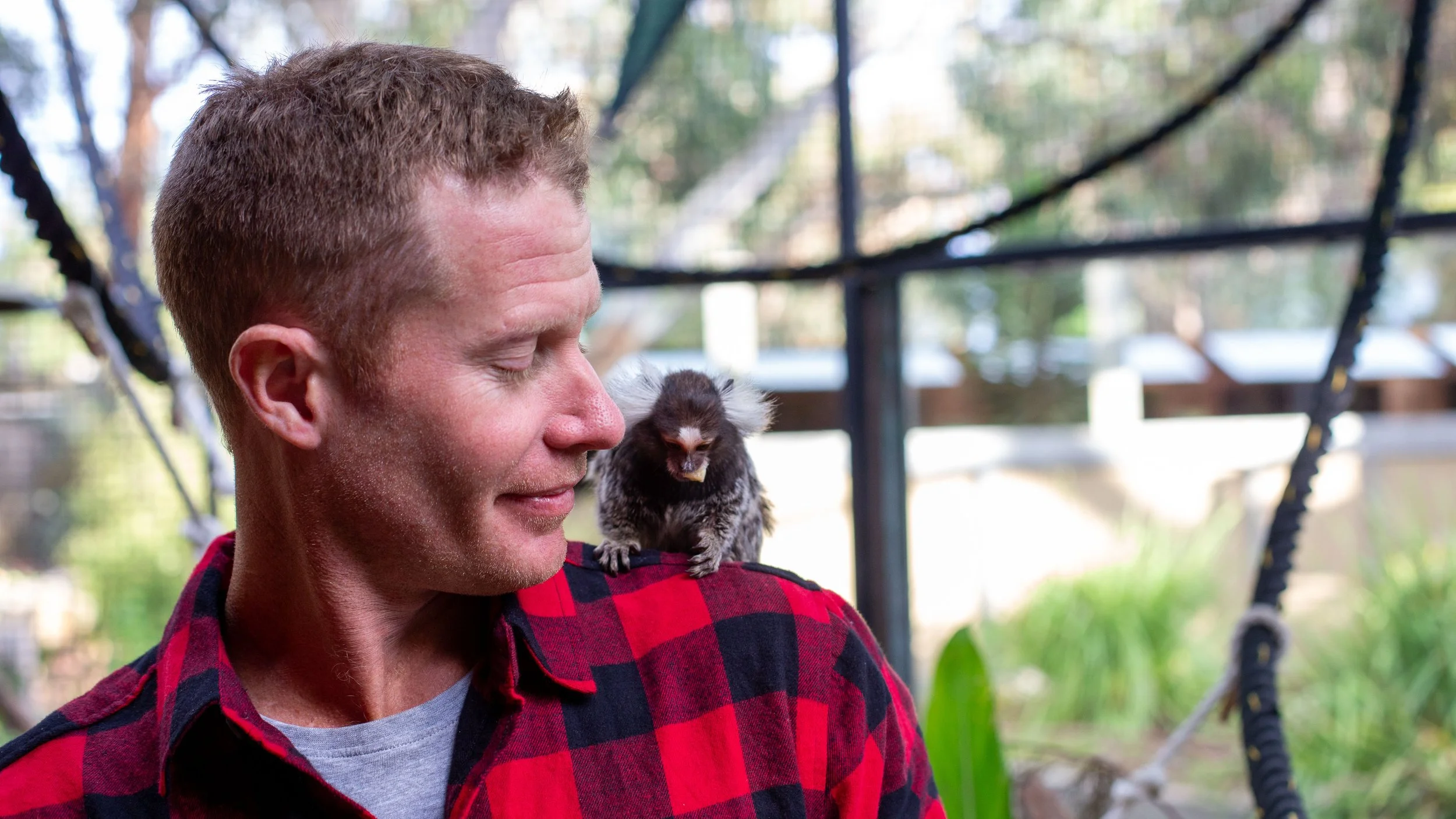 Marmoset encounter. Marmosets on Kangaroo Island. Marmosets in australia.