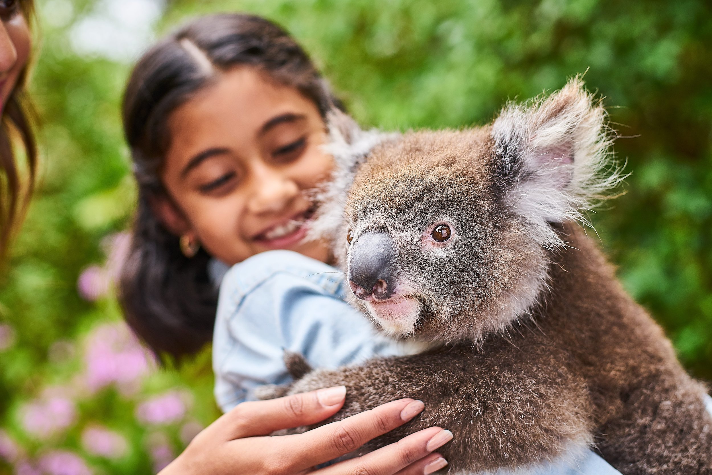 Hold a koala. where to hold a koala in australia. Koalas on kangaroo island. Wildlife encounters on kangaroo island, south australia. Wildlife on kangaroo island.