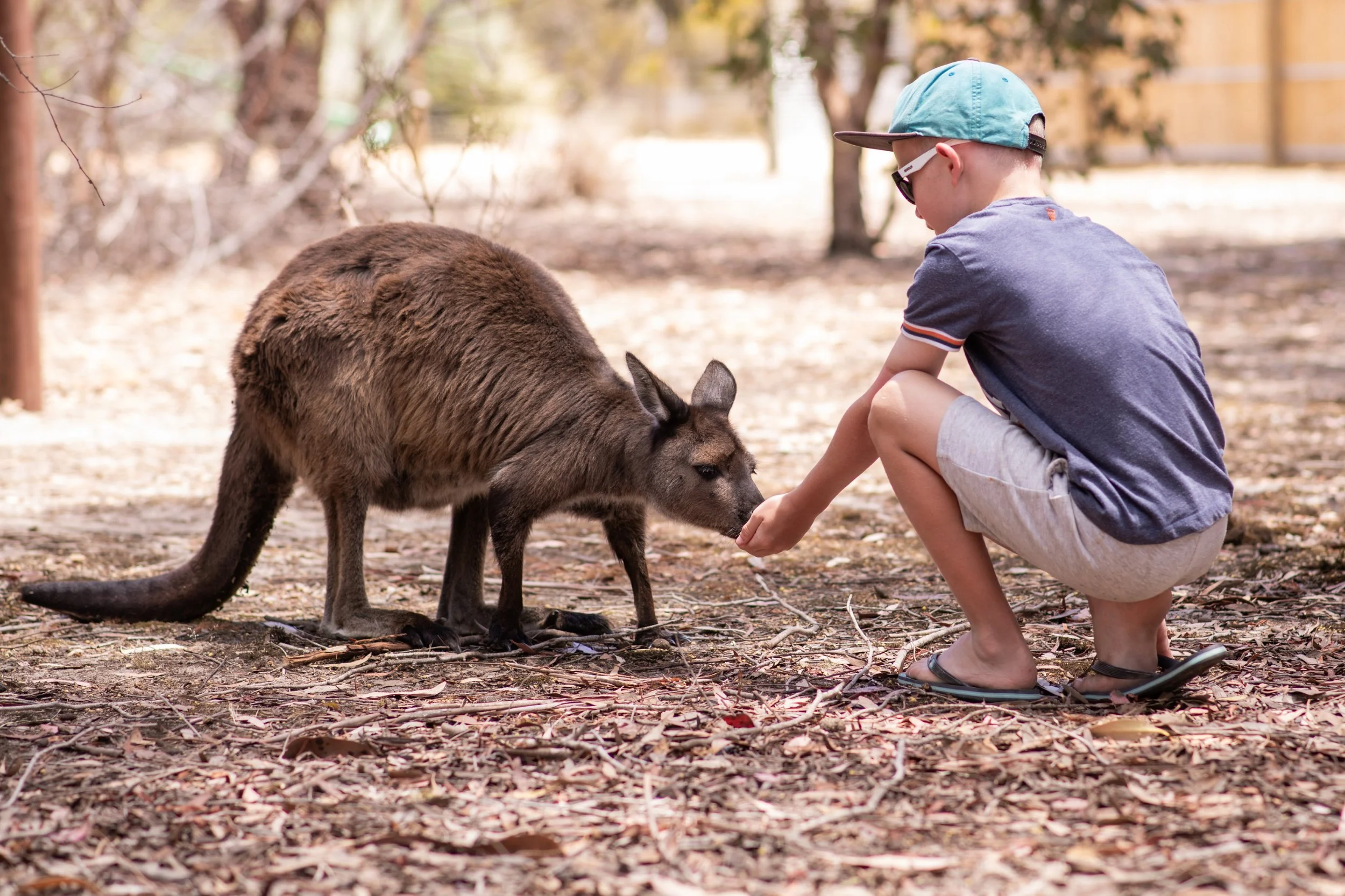 kangaroos on kangaroo island. feed kangaroos on kangaroo island. where to see kangaroos on kangaroo island. wildlife encounter on kangaroo island. wildlife on kangaroo island.