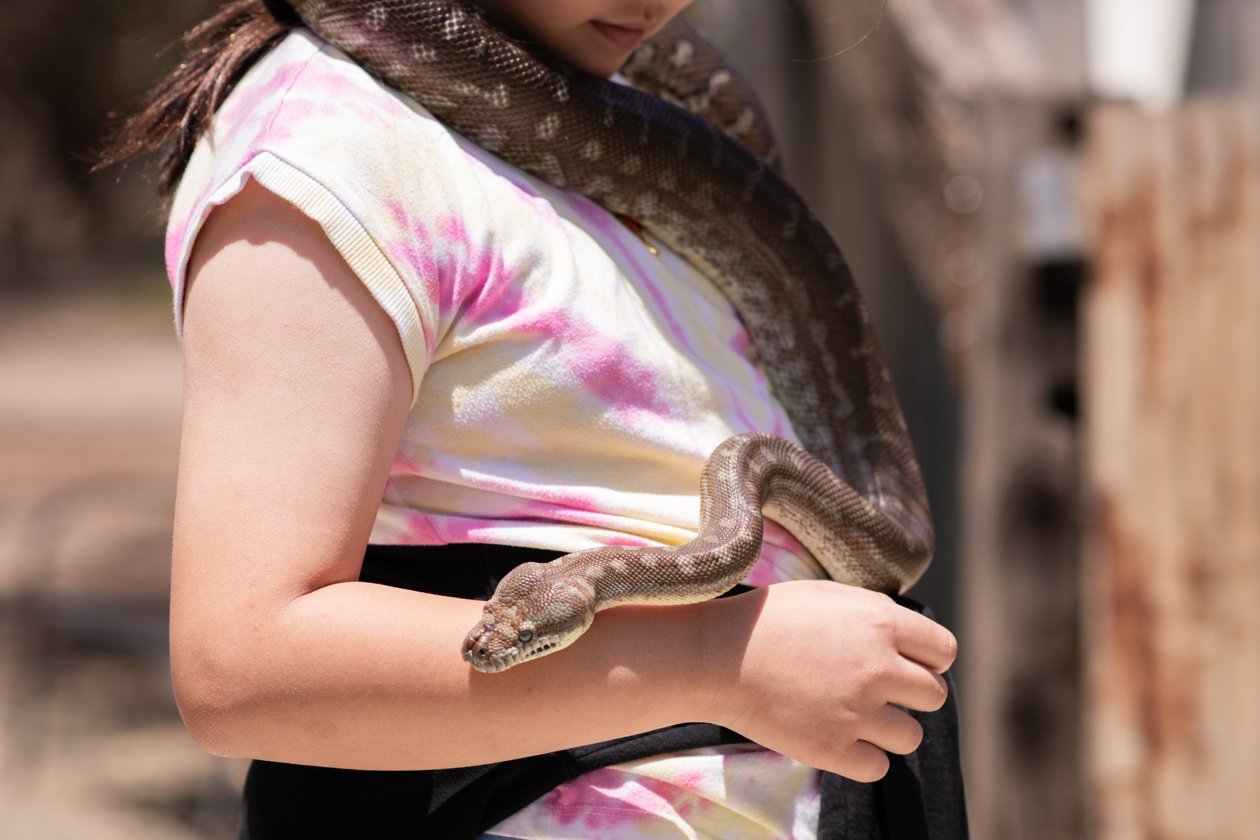 snakes on kangaroo island. hold a snake.