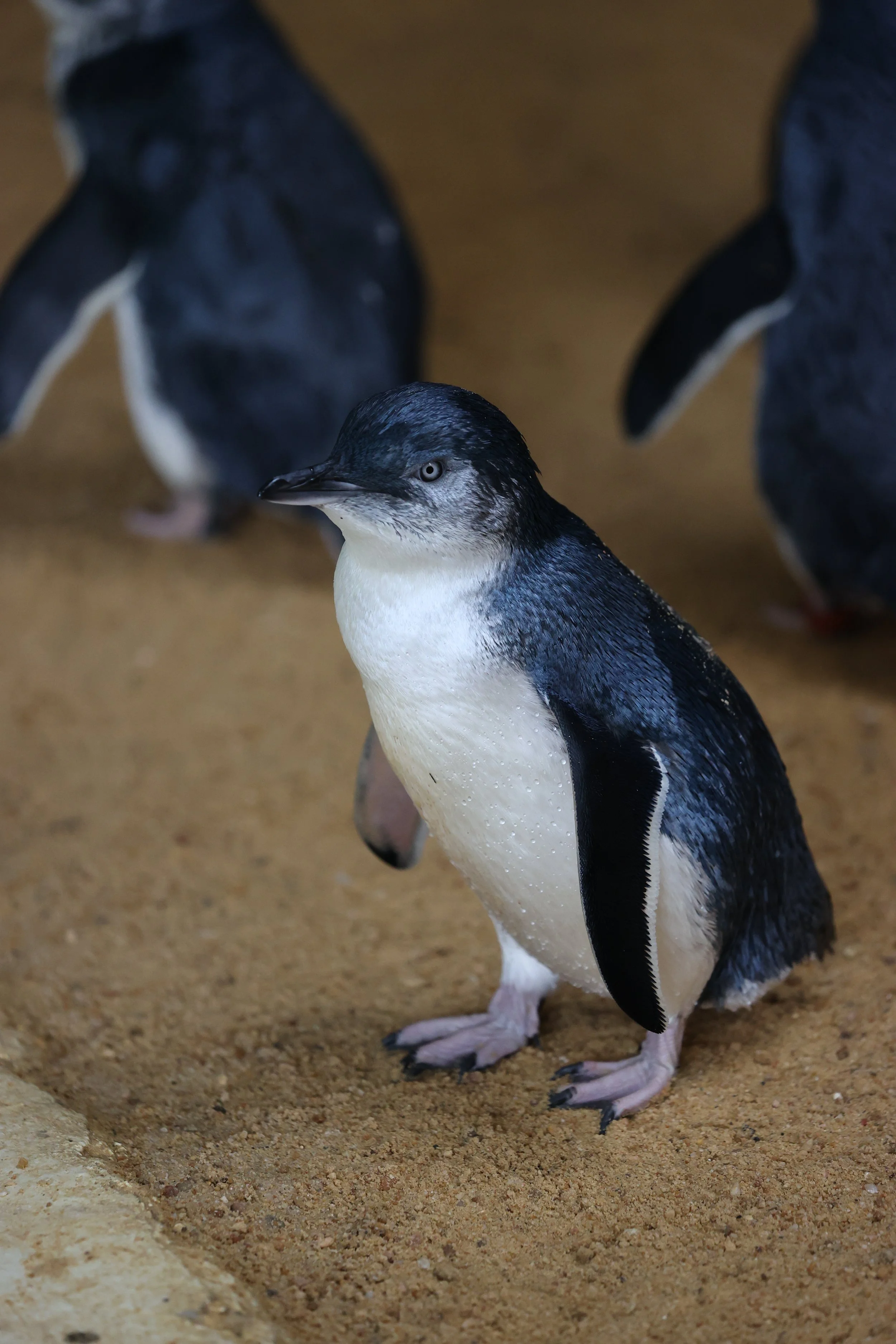Kangaroo Island penguins. Where to see penguins on kangaroo island. little penguin. penguins in south australia. penguin feeding.