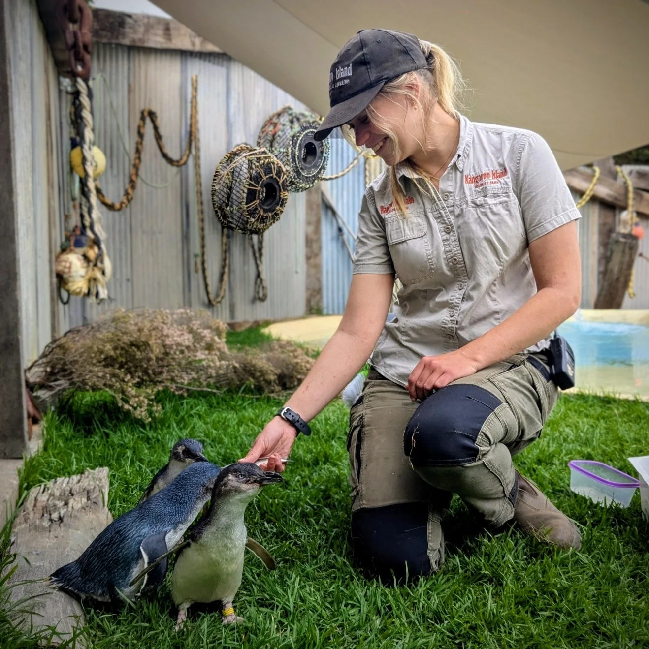 An animal keeper feeding little penguins at Kangaroo Island Wildlife Park on Kangaroo Island, South Australia.