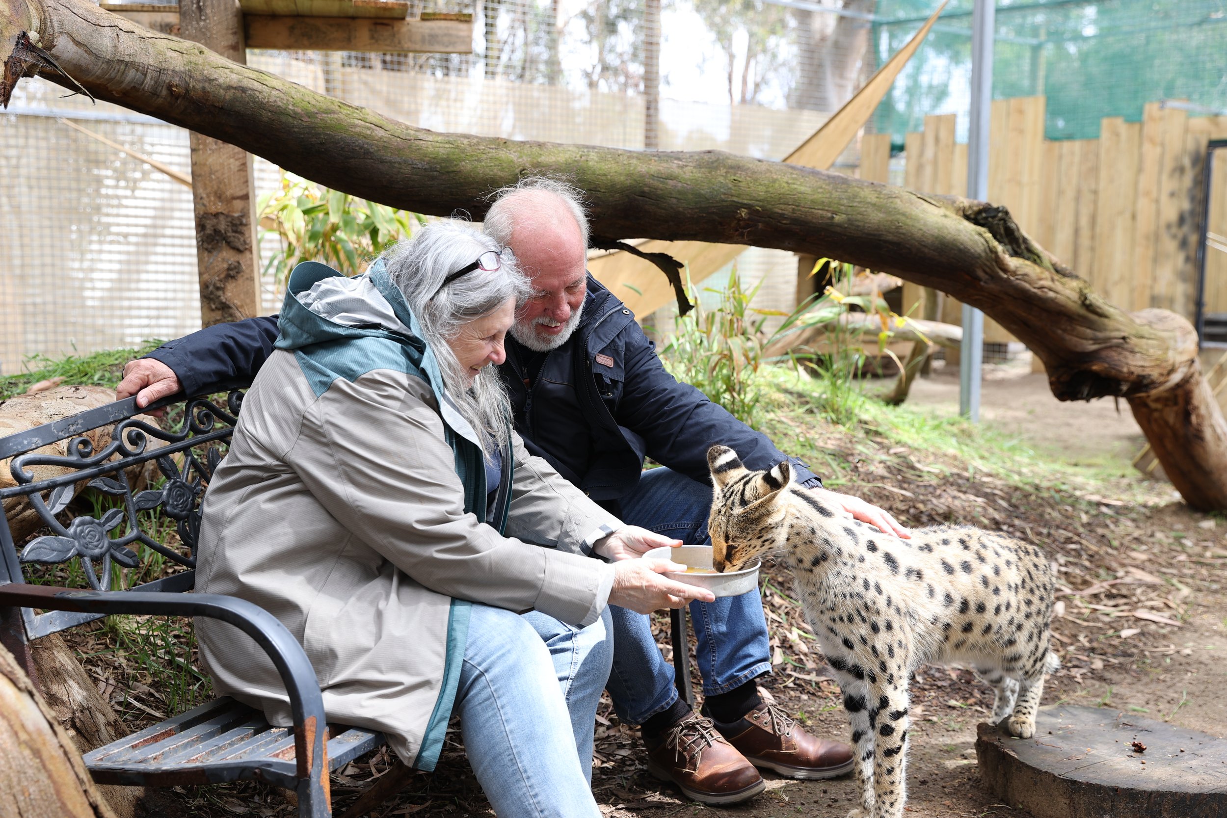 Serval encounter kangaroo island. Servals on kangaroo island. Cats on kangaroo island. Wildlife encounter kangaroo island.