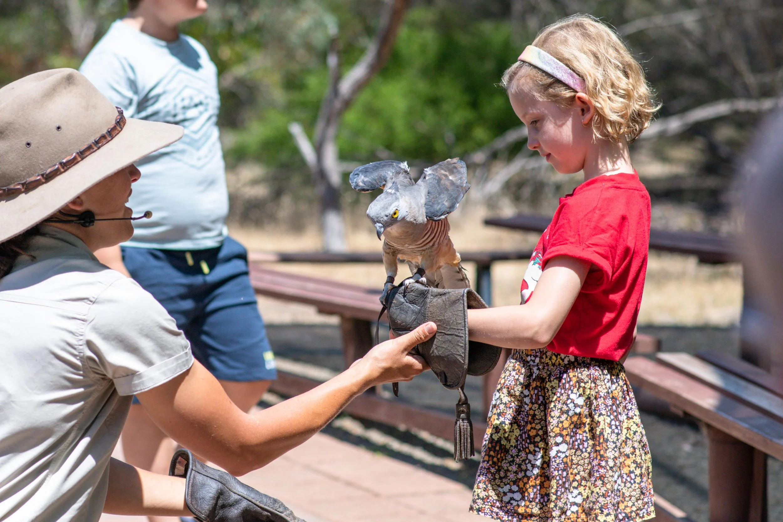 Birds on kangaroo island. bird of prey show kangaroo island. Birds in south australia. Hold a bird kangaroo island.