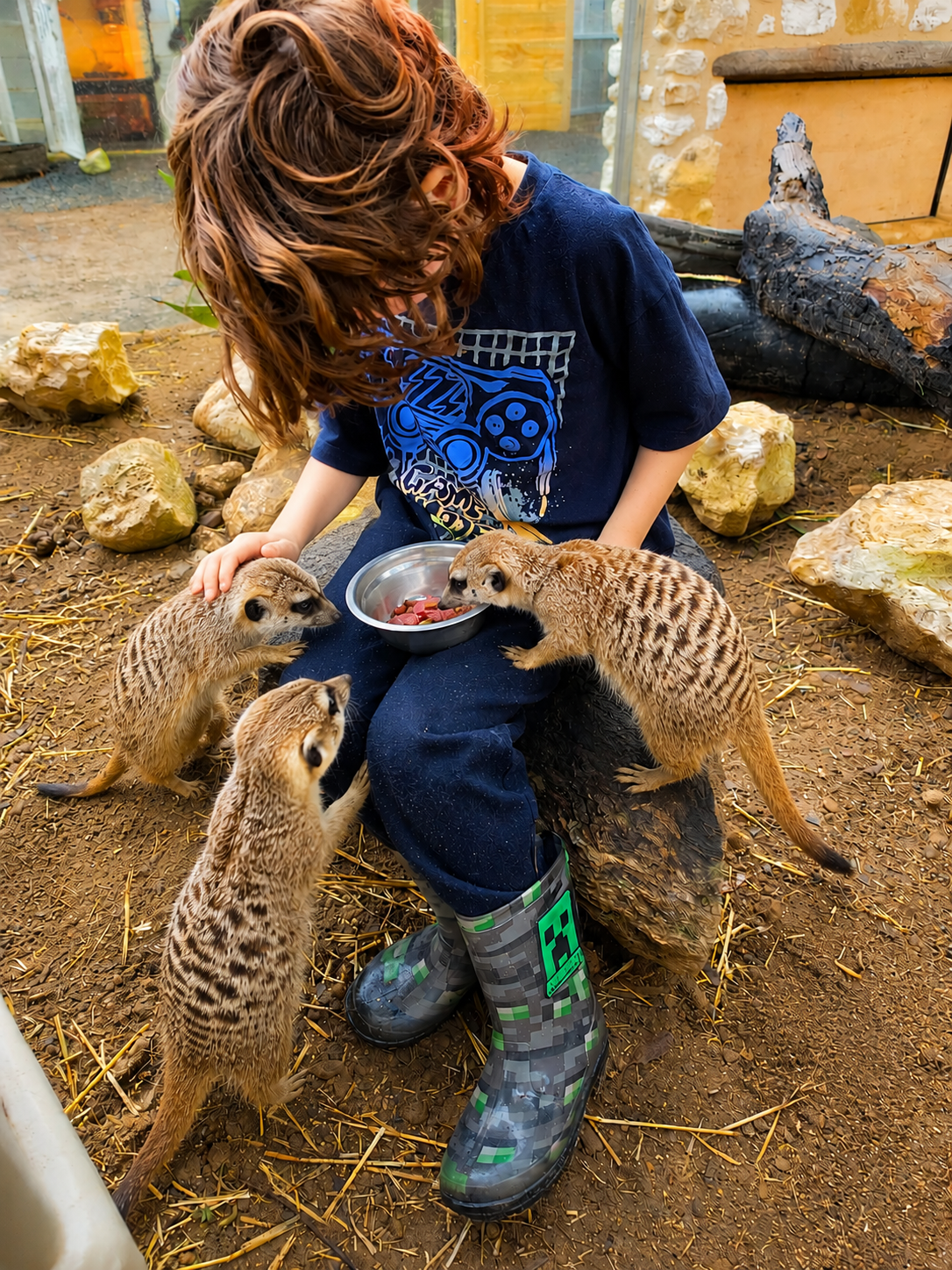 Meerkats on kangaroo island. meerkat encounter. where to see meerkats in australia. wildlife encounters on kangaroo island.