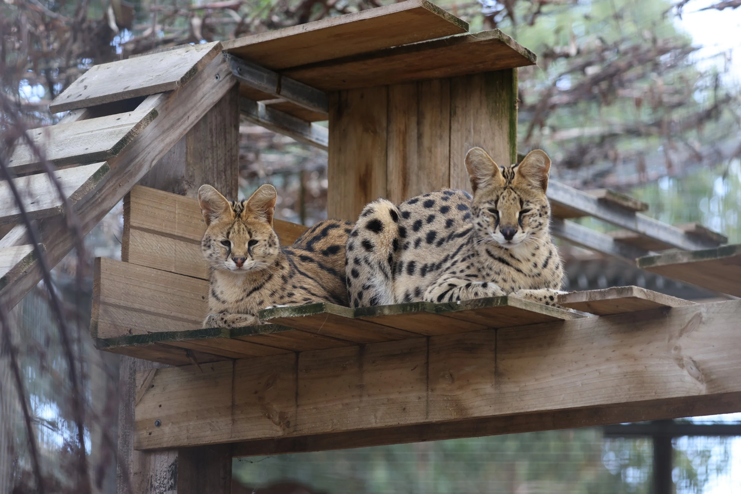 Serval encounter kangaroo island. Servals on kangaroo island. Cats on kangaroo island. Wildlife encounter kangaroo island.
