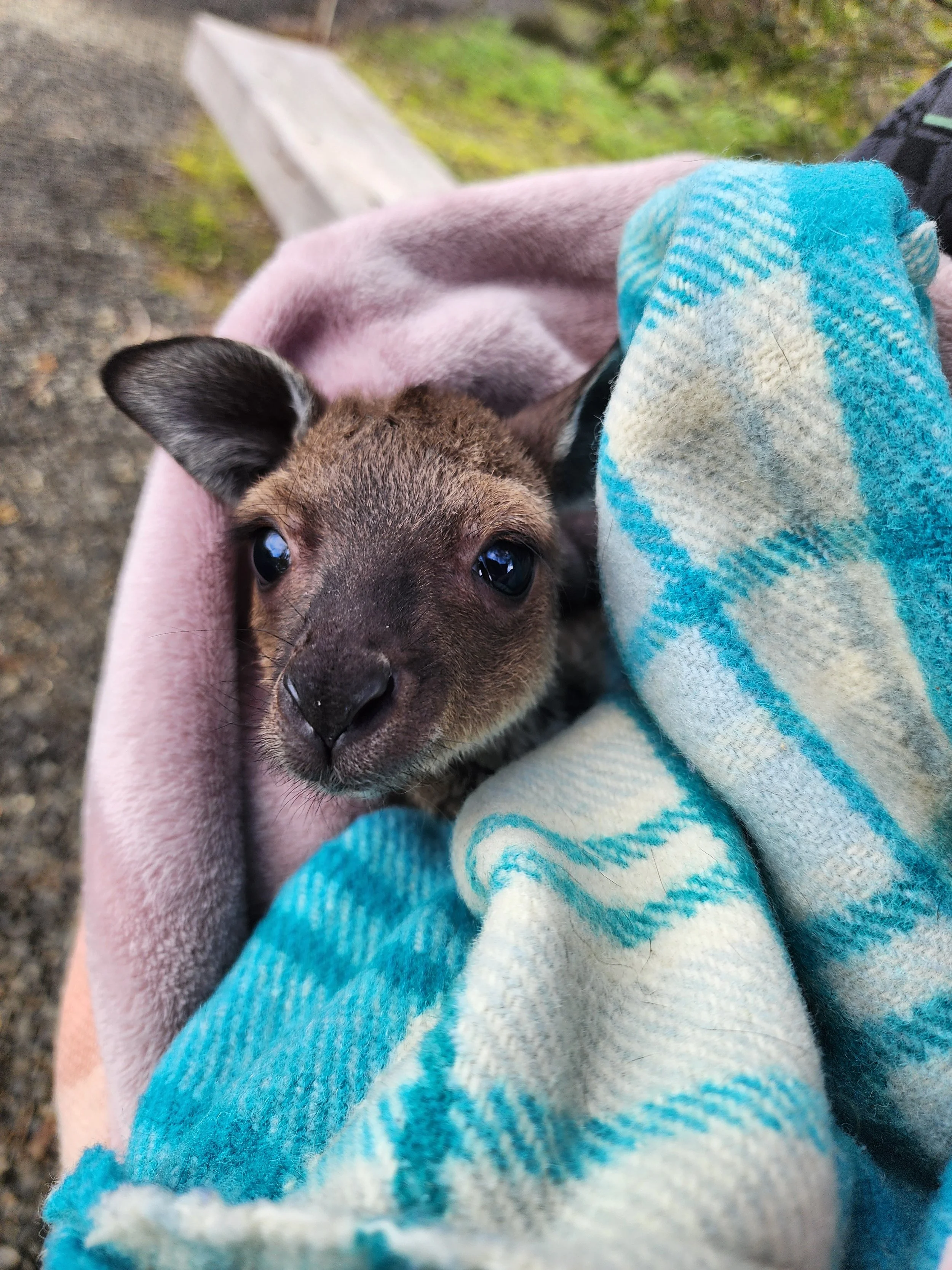kangaroos on kangaroo island. feed kangaroos on kangaroo island. where to see kangaroos on kangaroo island. wildlife encounter on kangaroo island. wildlife on kangaroo island. wildlife rescue kangaroo island