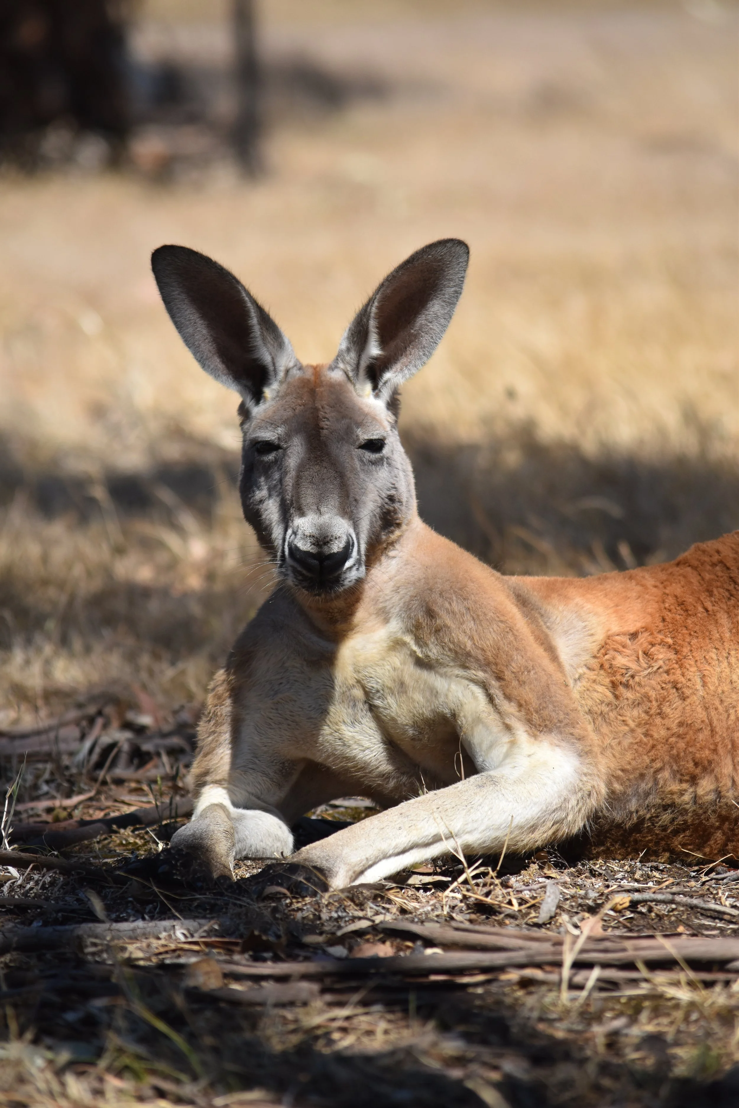 kangaroos on kangaroo island. feed kangaroos on kangaroo island. where to see kangaroos on kangaroo island. wildlife encounter on kangaroo island. wildlife on kangaroo island. red kangaroo