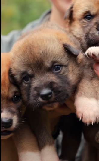 Dingoes in australia. Where to see dingoes. Dingoes on Kangaroo Island. Dingo puppies.