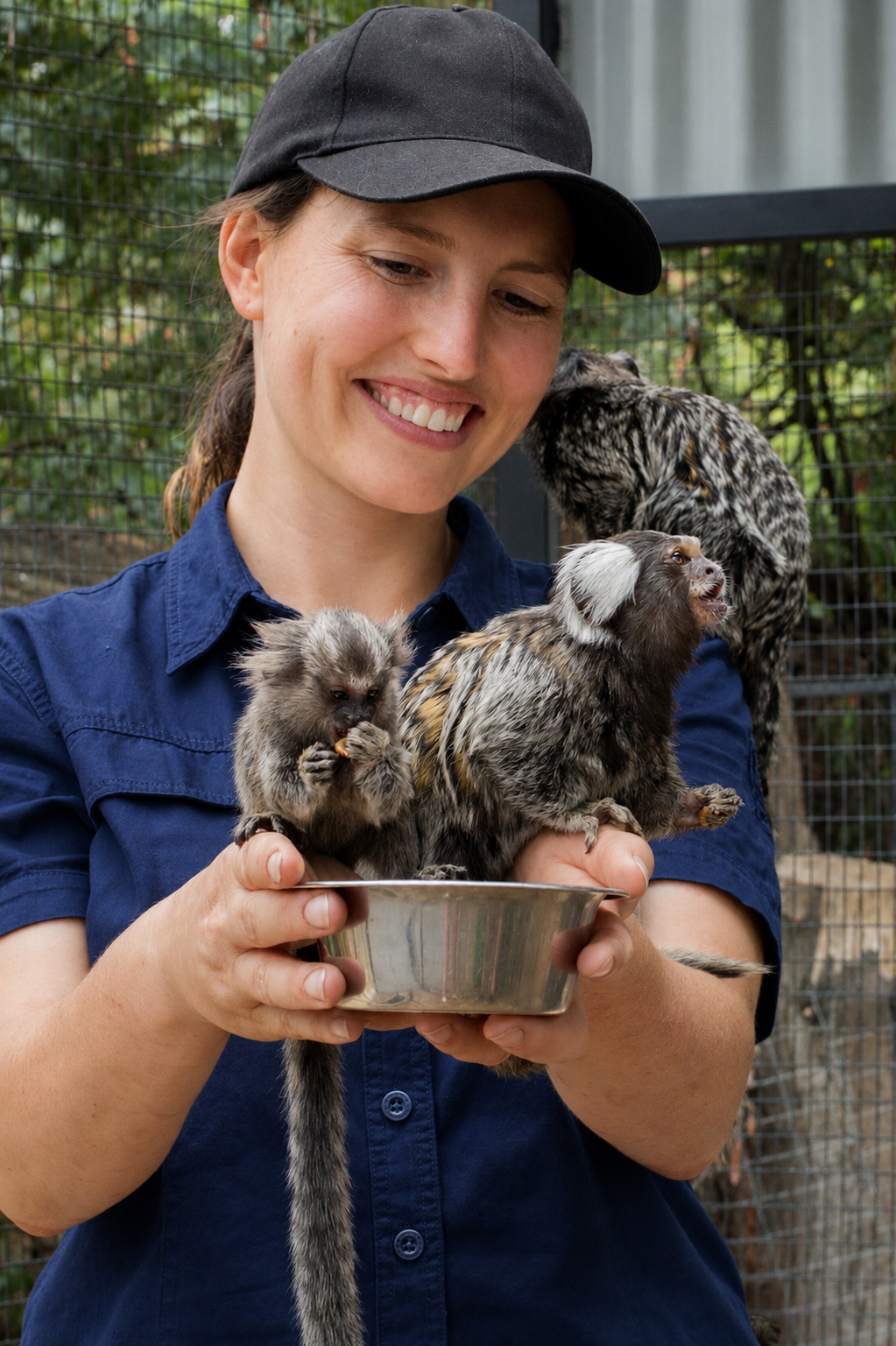 Marmoset encounter. Marmosets on Kangaroo Island. Marmosets in australia.