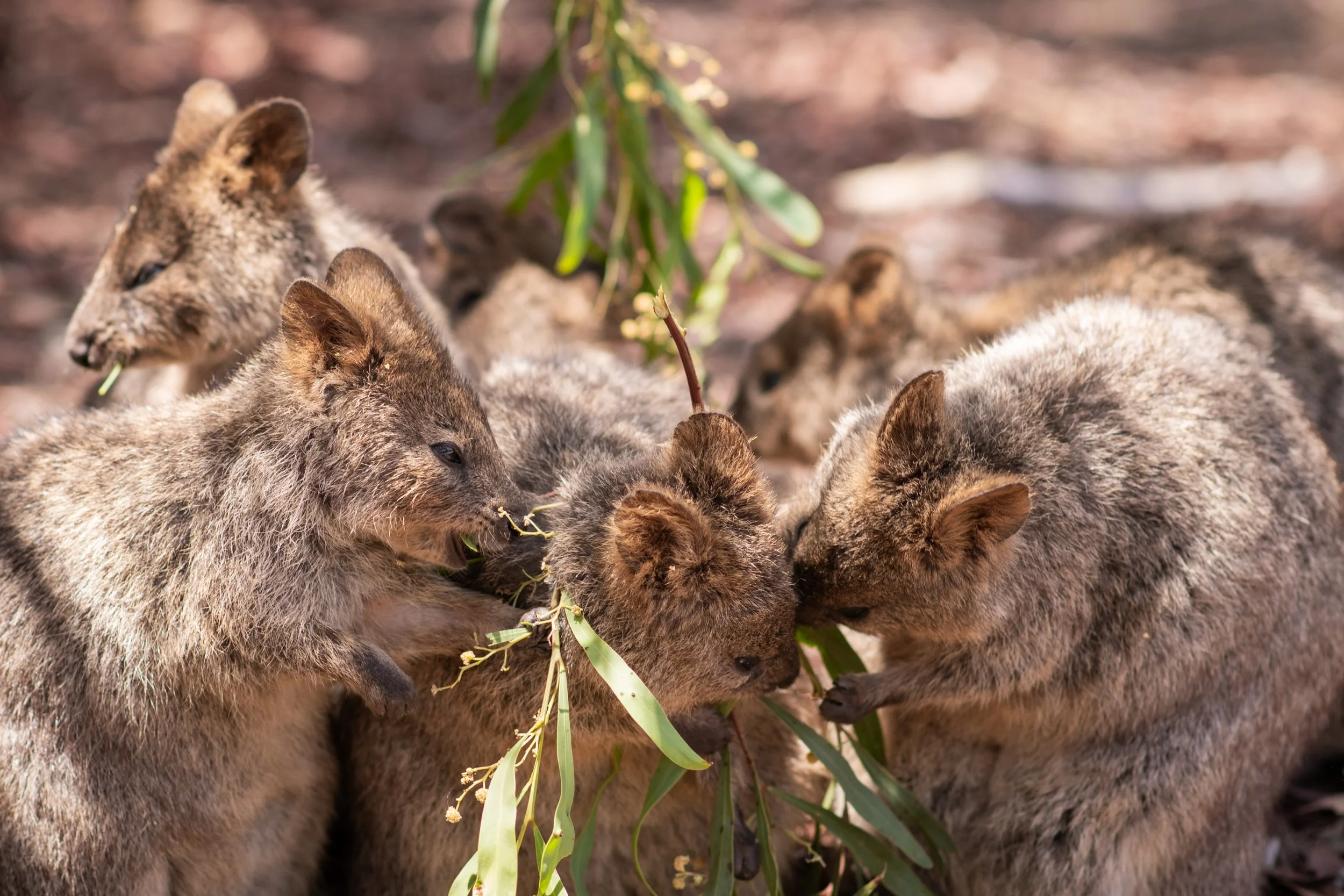 Quokkas on kangaroo island. where to see quokkas in australia. smiling quokka. feed quokkas. wildlife encounter on kangaroo island. wildlife encounter in south australia