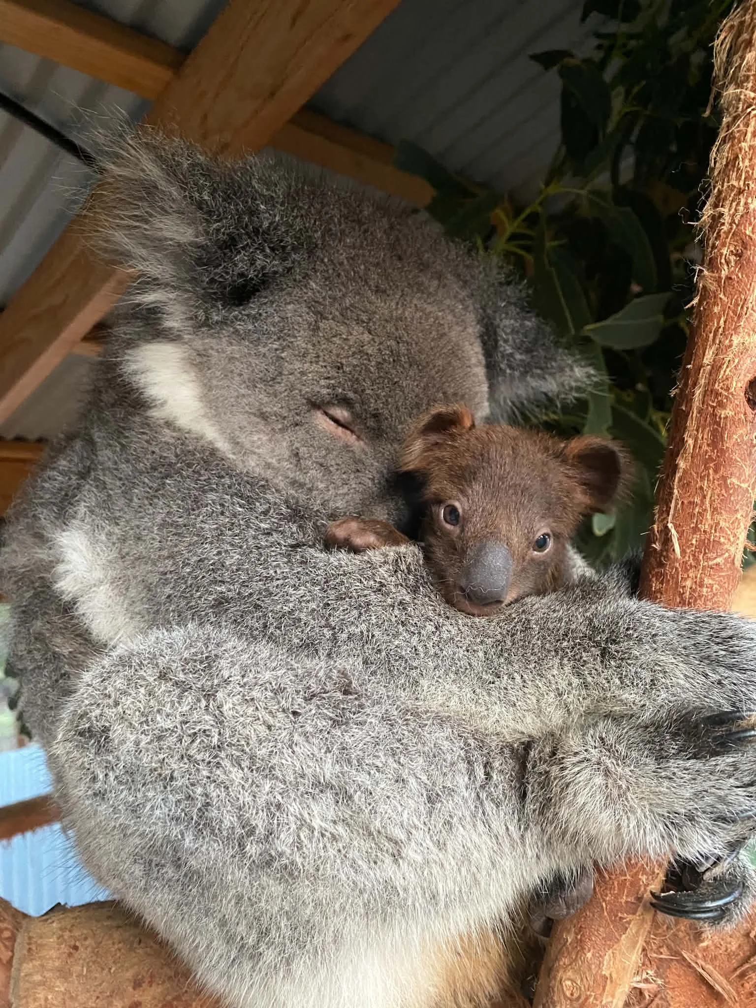 Koalas on kangaroo island. pat a koala. hold a koala. where to see koalas on kangaroo island. koalas south australia. wildlife encounters kangaroo island. Wildlife on kangaroo island.
