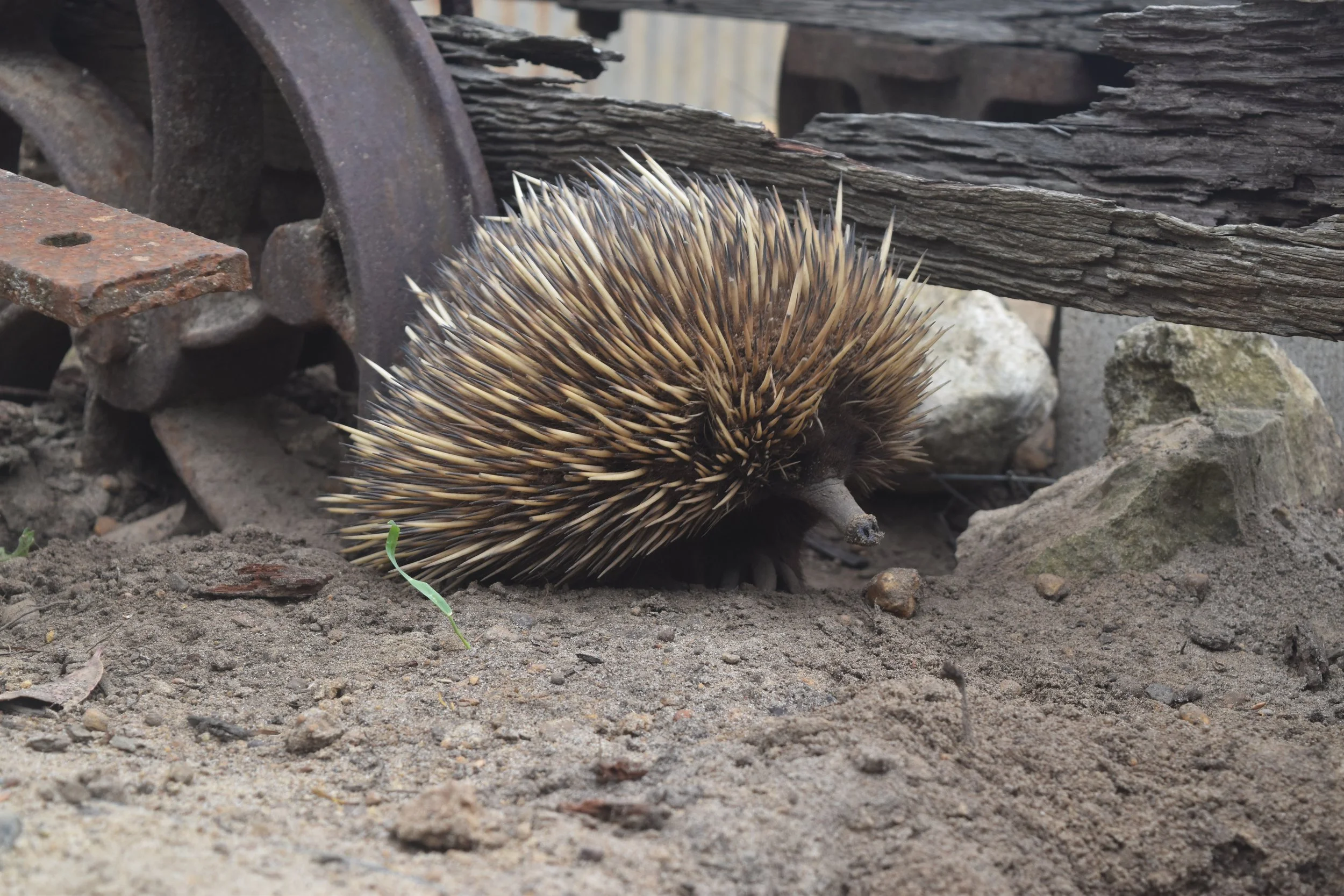 echidnas on kangaroo island. kangaroo island echidnas. wildlife encounters kangaroo island. where to see echidnas.