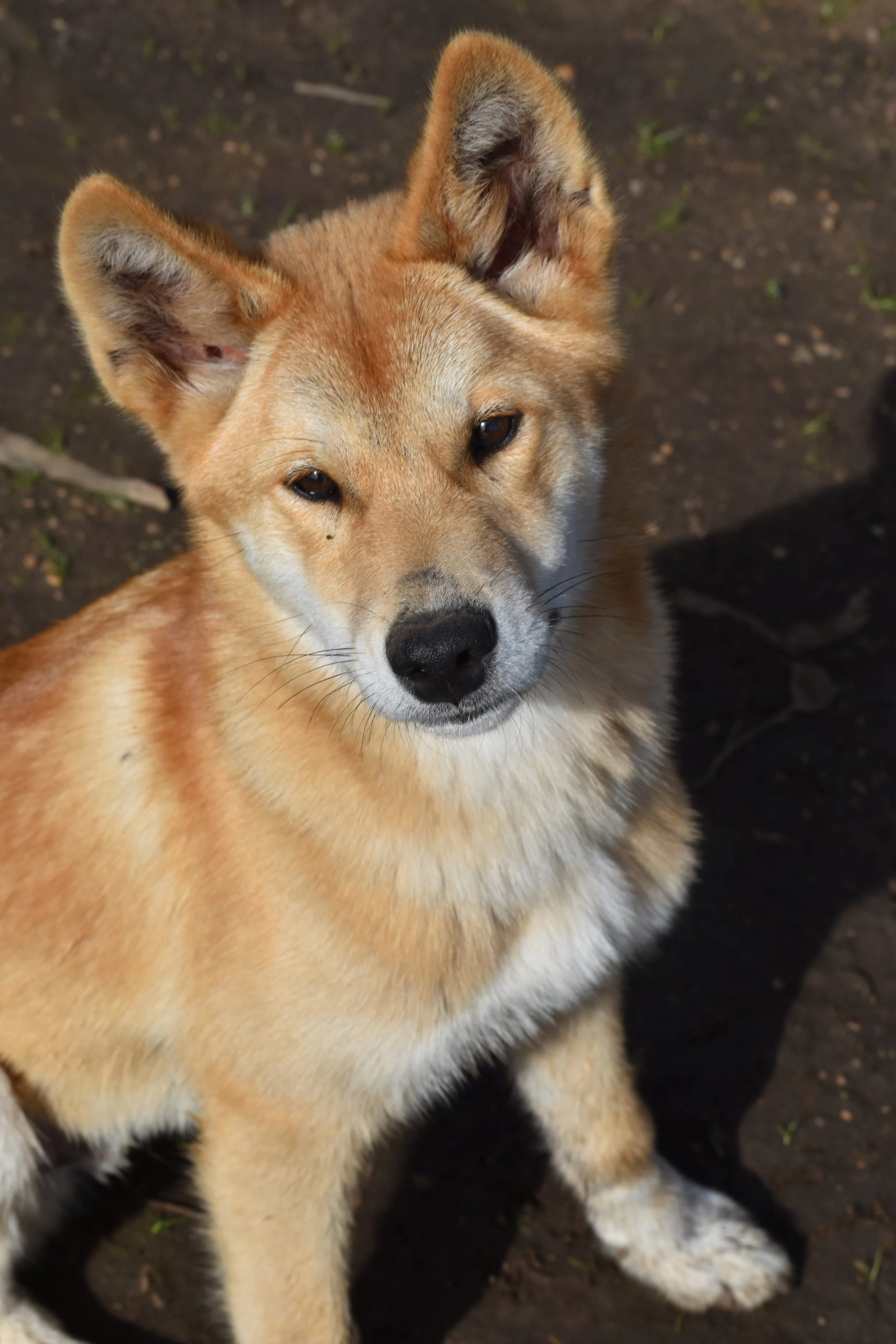 Dingoes in australia. Where to see dingoes. Dingoes on Kangaroo Island.