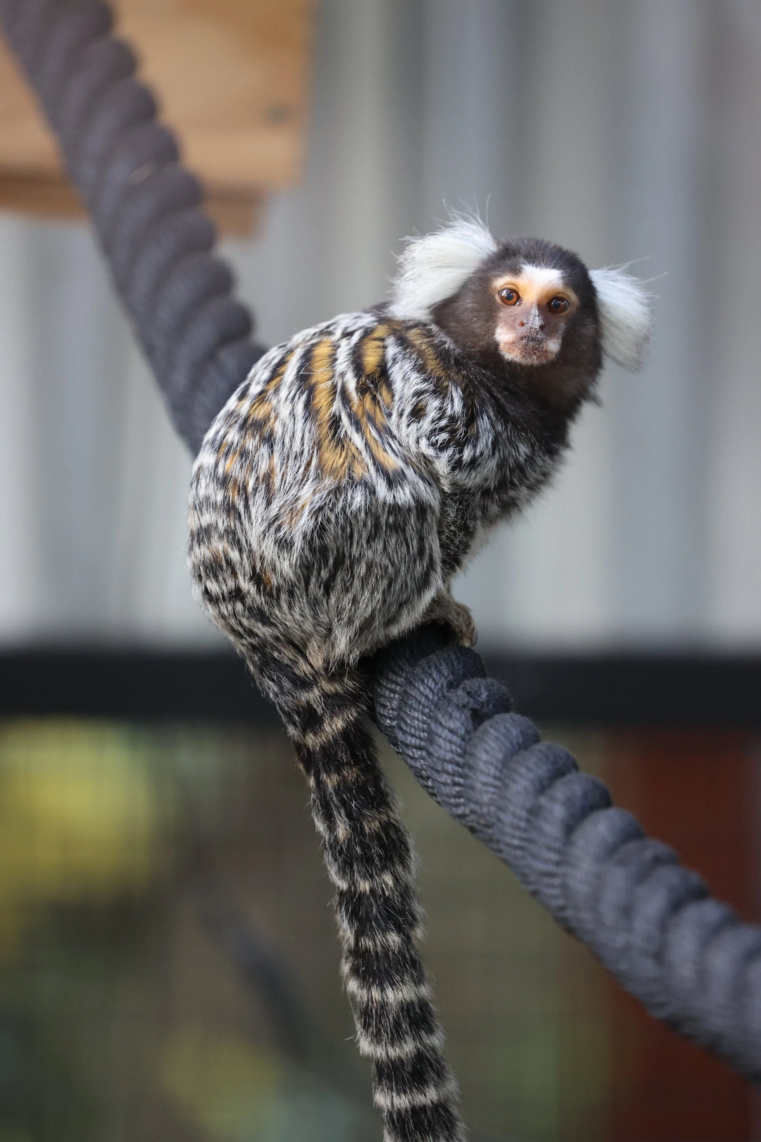 Marmoset encounter. Marmosets on Kangaroo Island. Marmosets in australia. wildlife encounters on kangaroo island