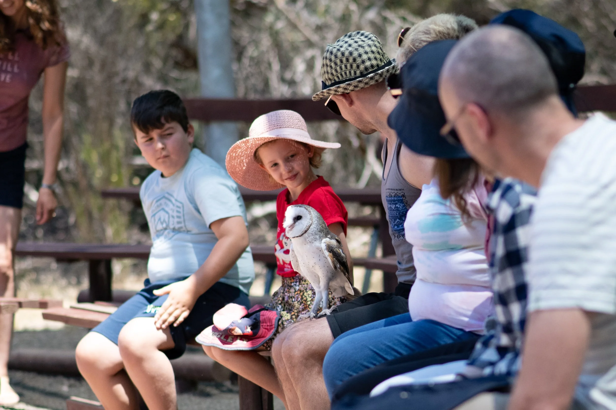Hold an owl. Owls on kangaroo island. where to see owls in australia. Where to see a owl on kangaroo island. Bird of prey shows kangaroo island. Birds of prey on kangaroo island.